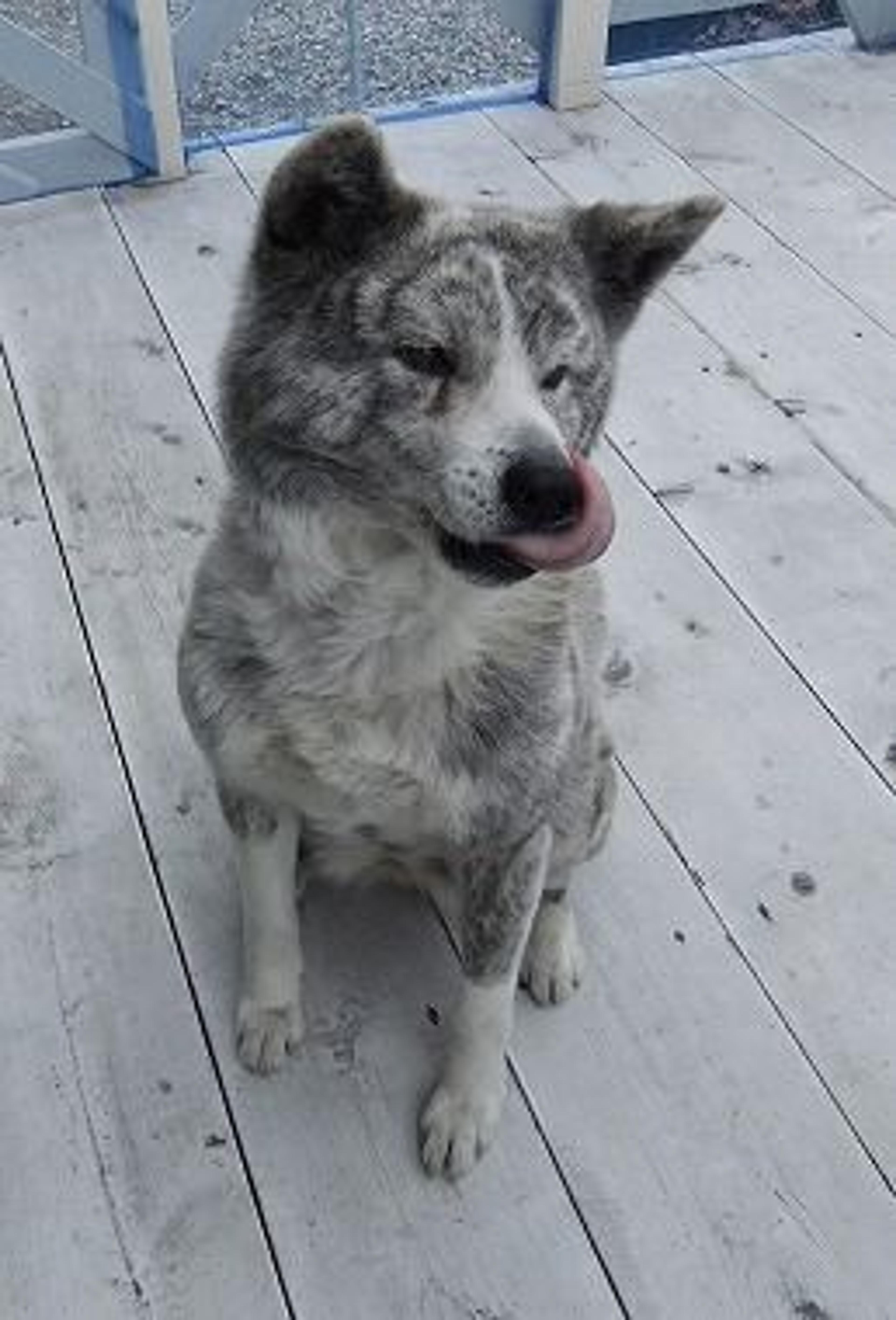 pet-image-2