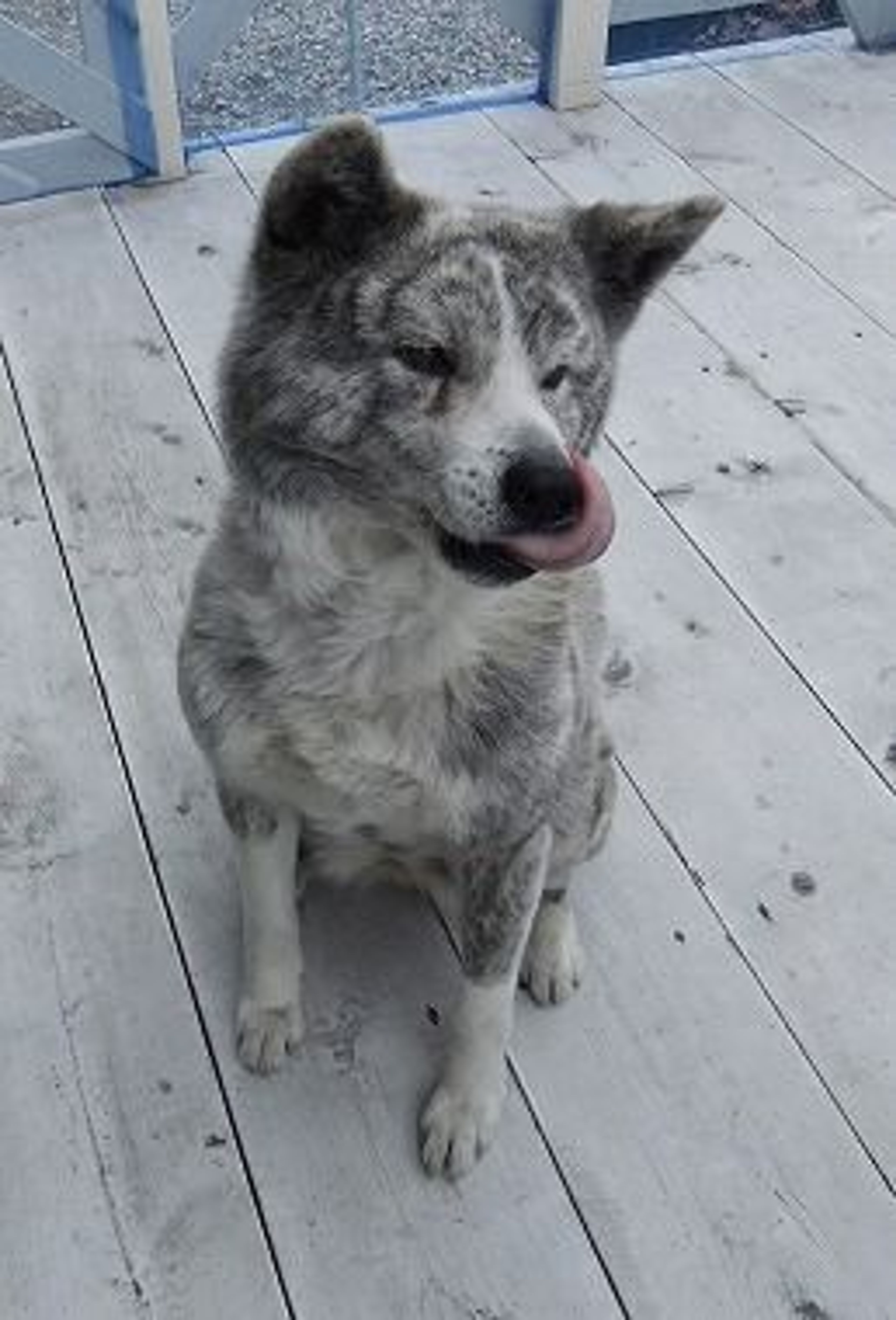 pet-image-2