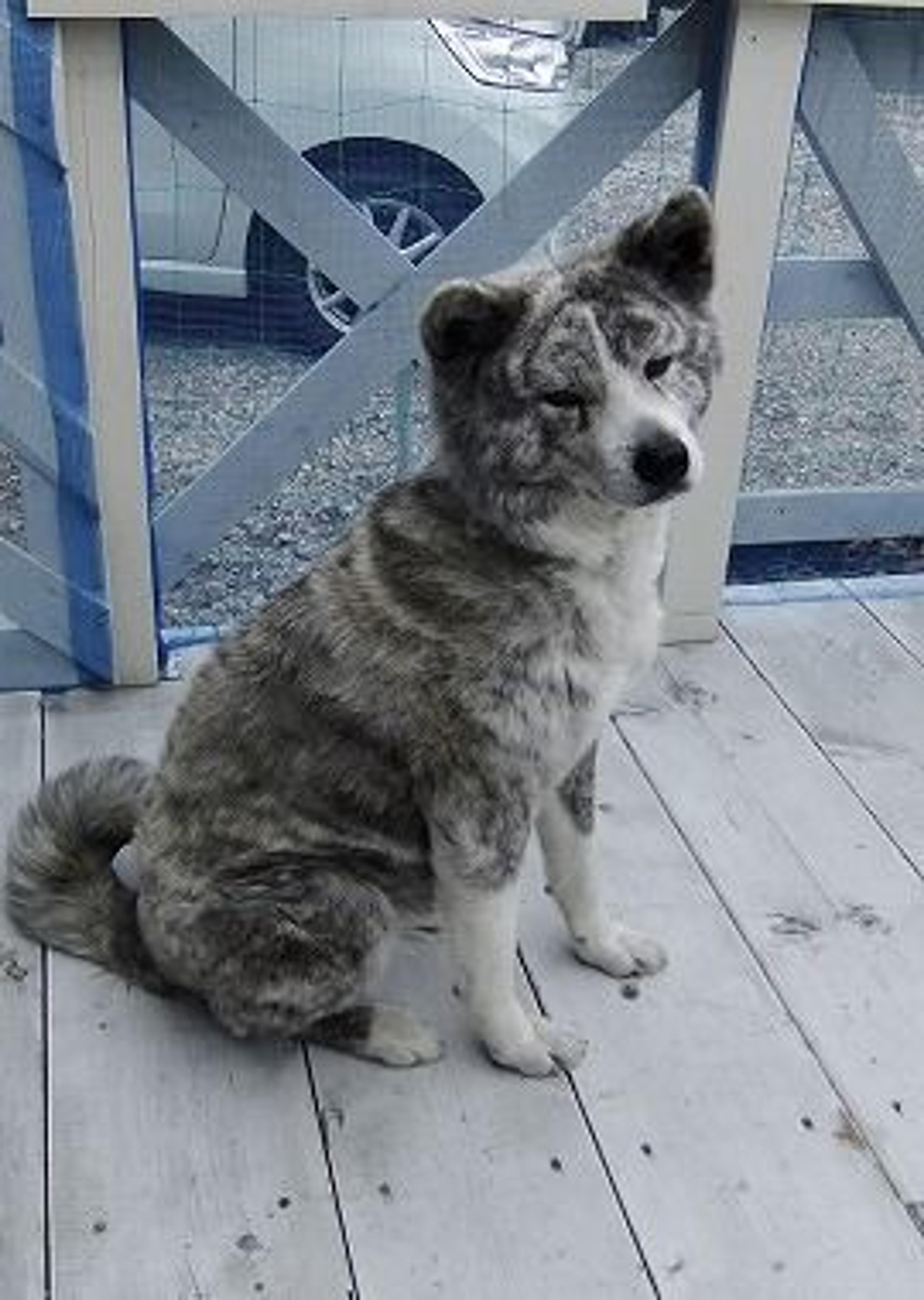 pet-image-3