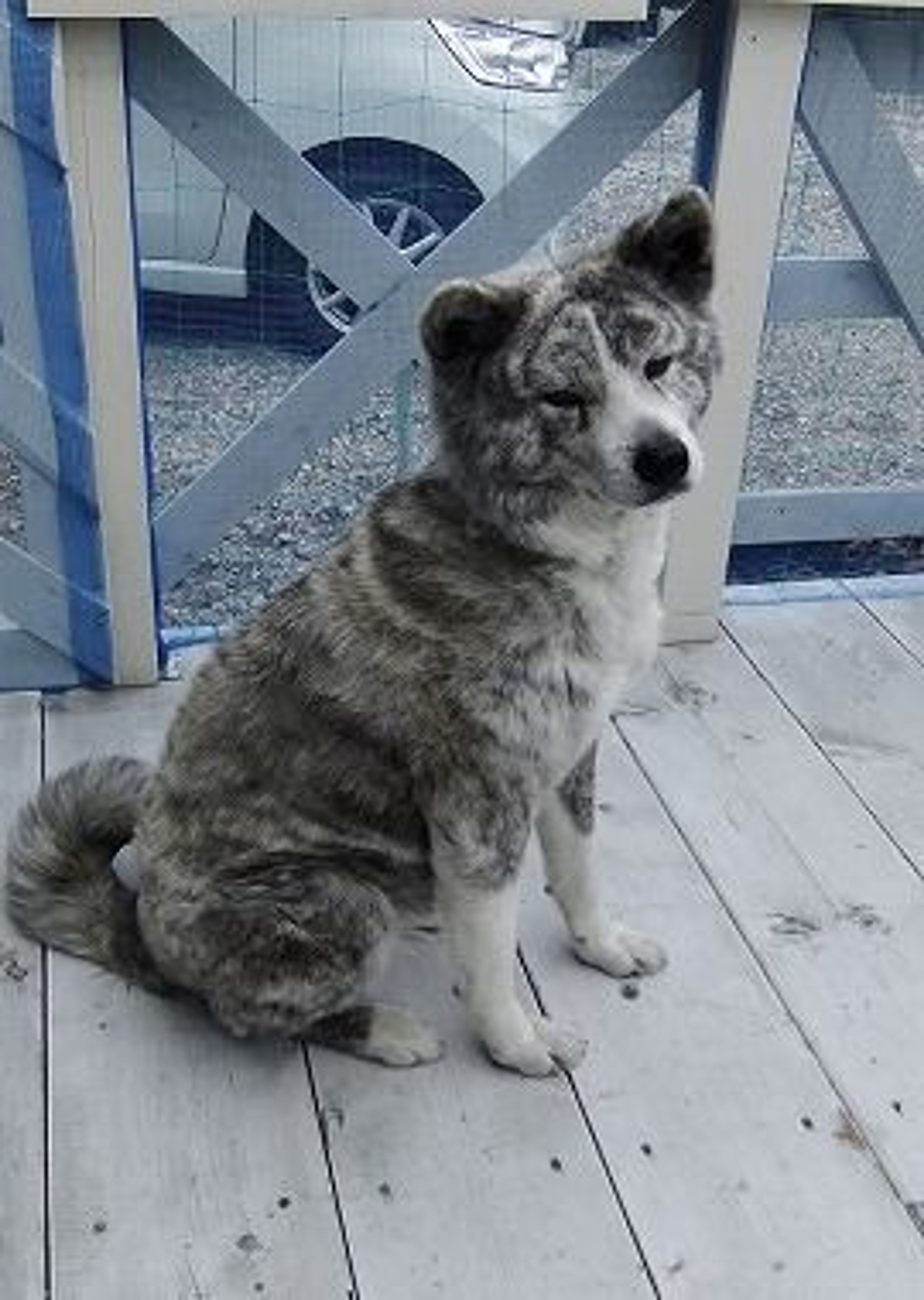 pet-image-3