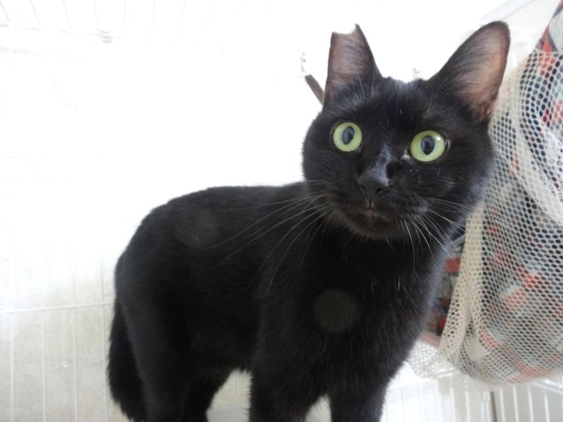 pet-image-2
