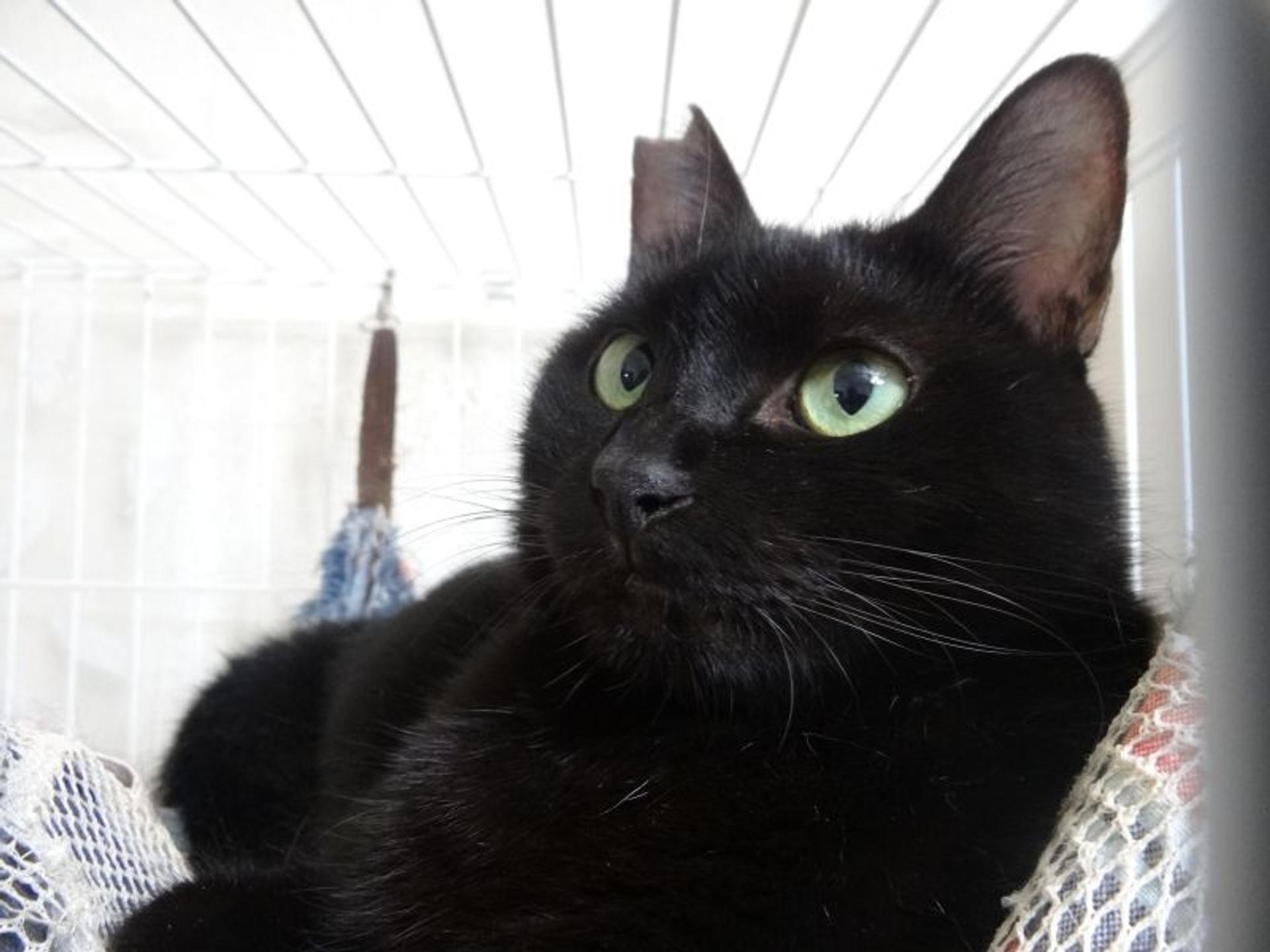 pet-image-3
