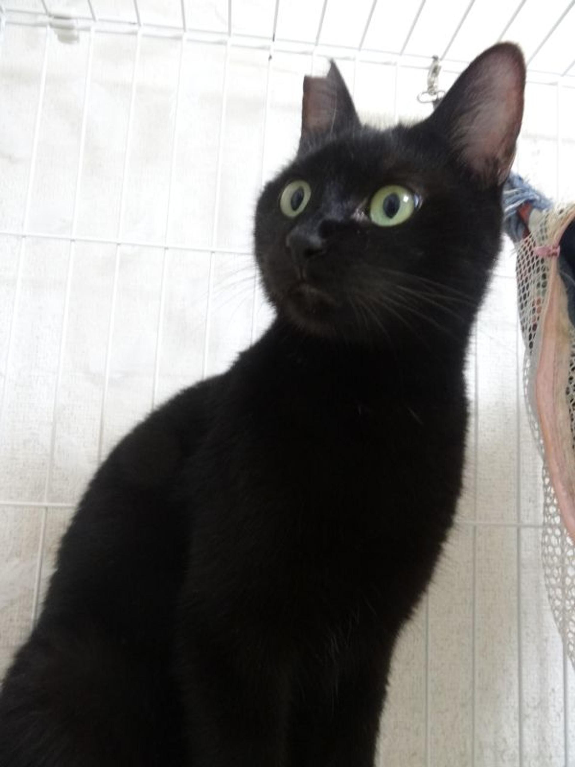 pet-image-5