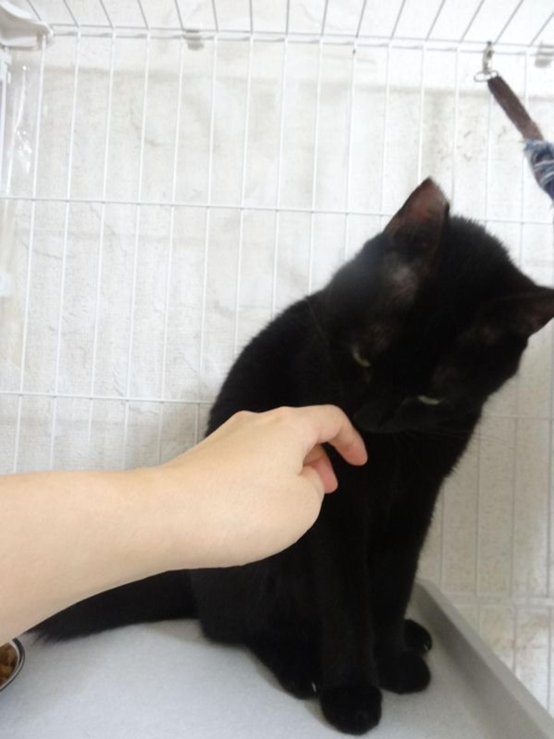 pet-image-9