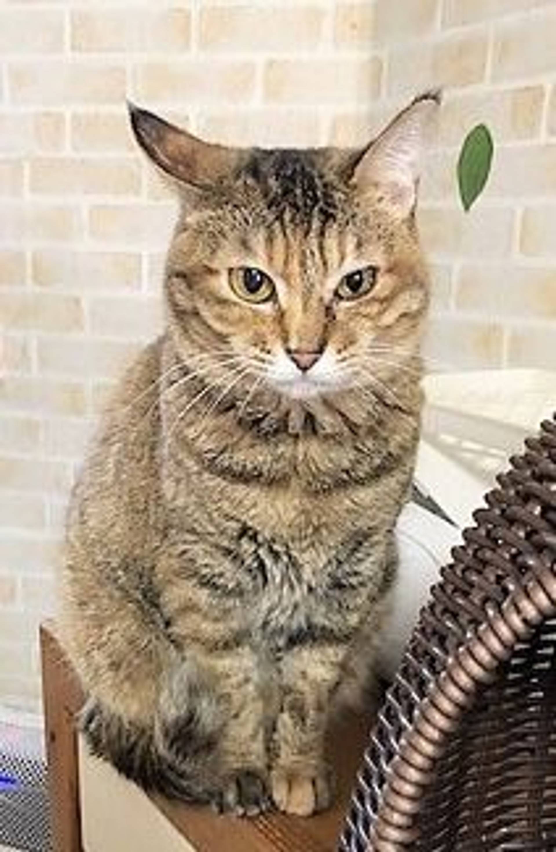 雑種（ミックス猫）・メスの里親募集の写真