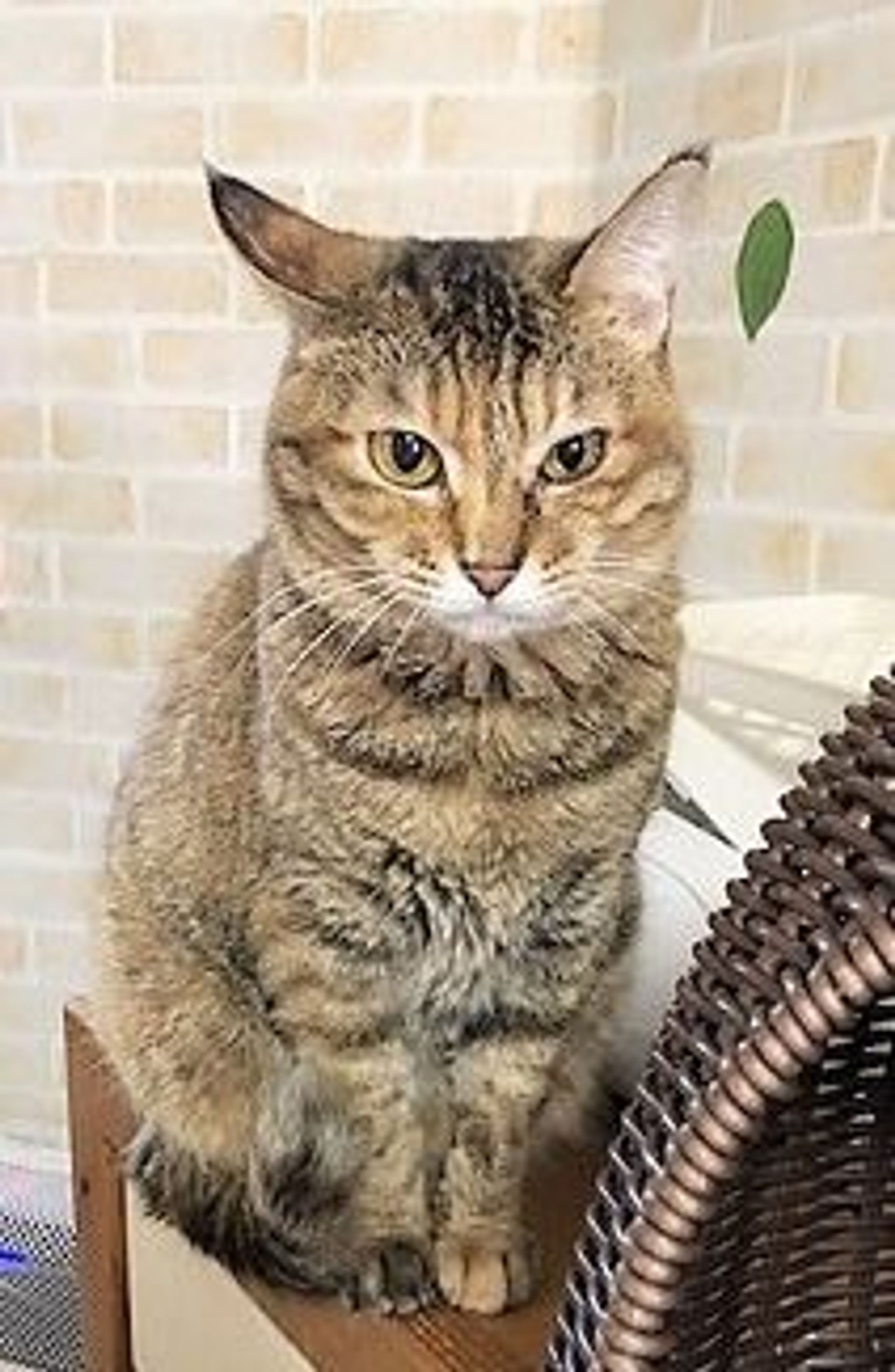 雑種（ミックス猫）・メスの里親募集の写真