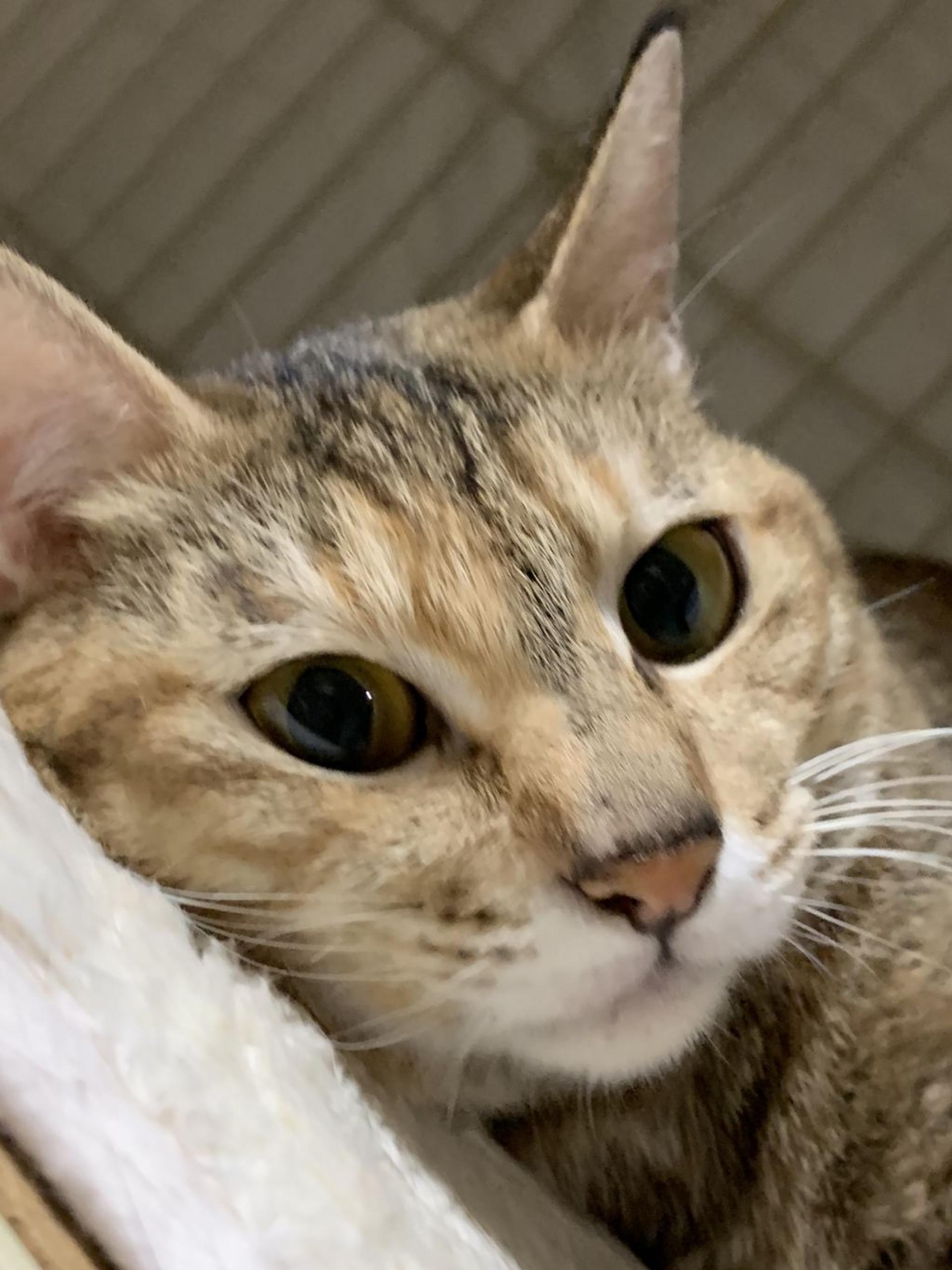 pet-image-5