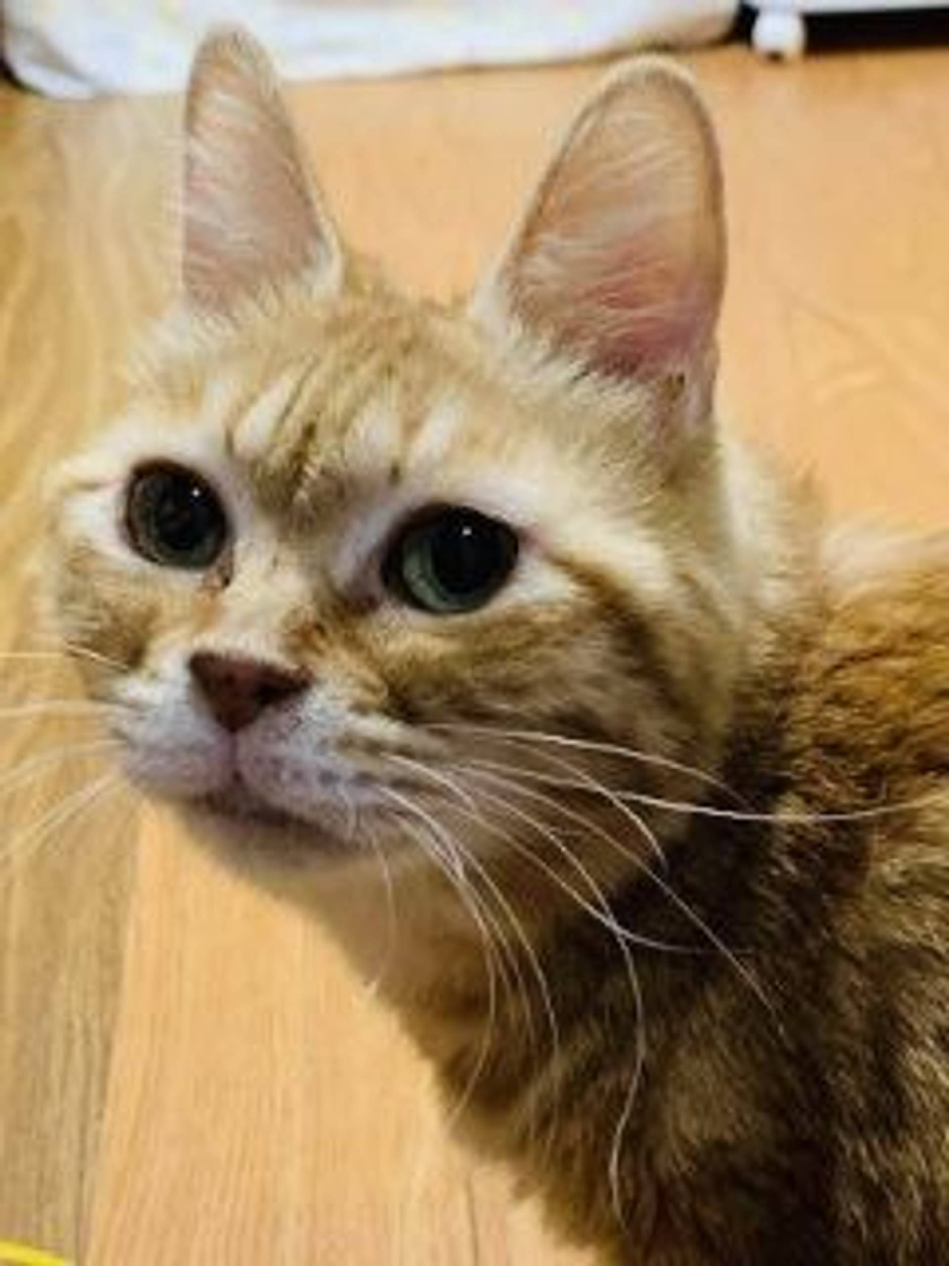 雑種（ミックス猫）・メスの里親募集の写真