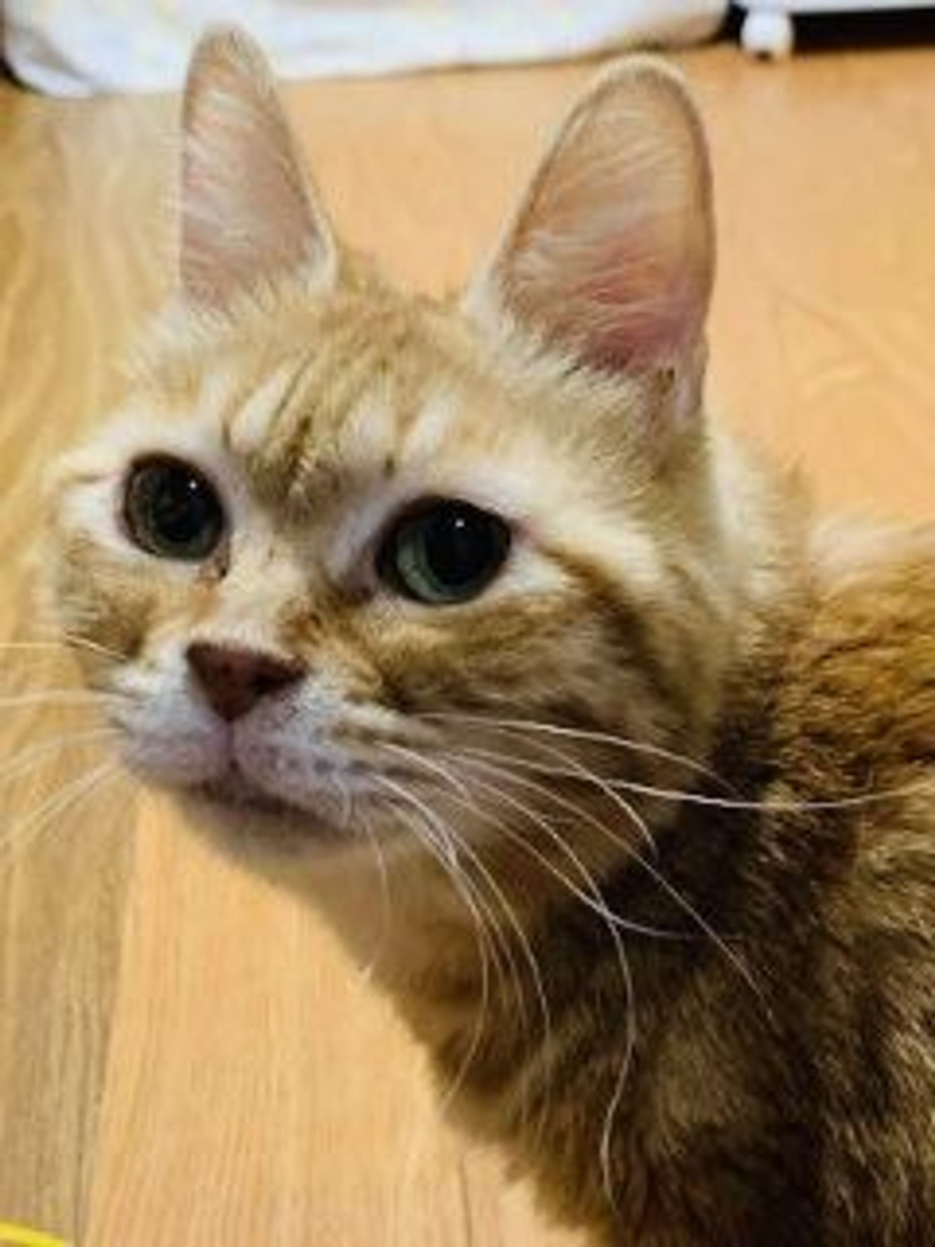 雑種（ミックス猫）・メスの里親募集の写真