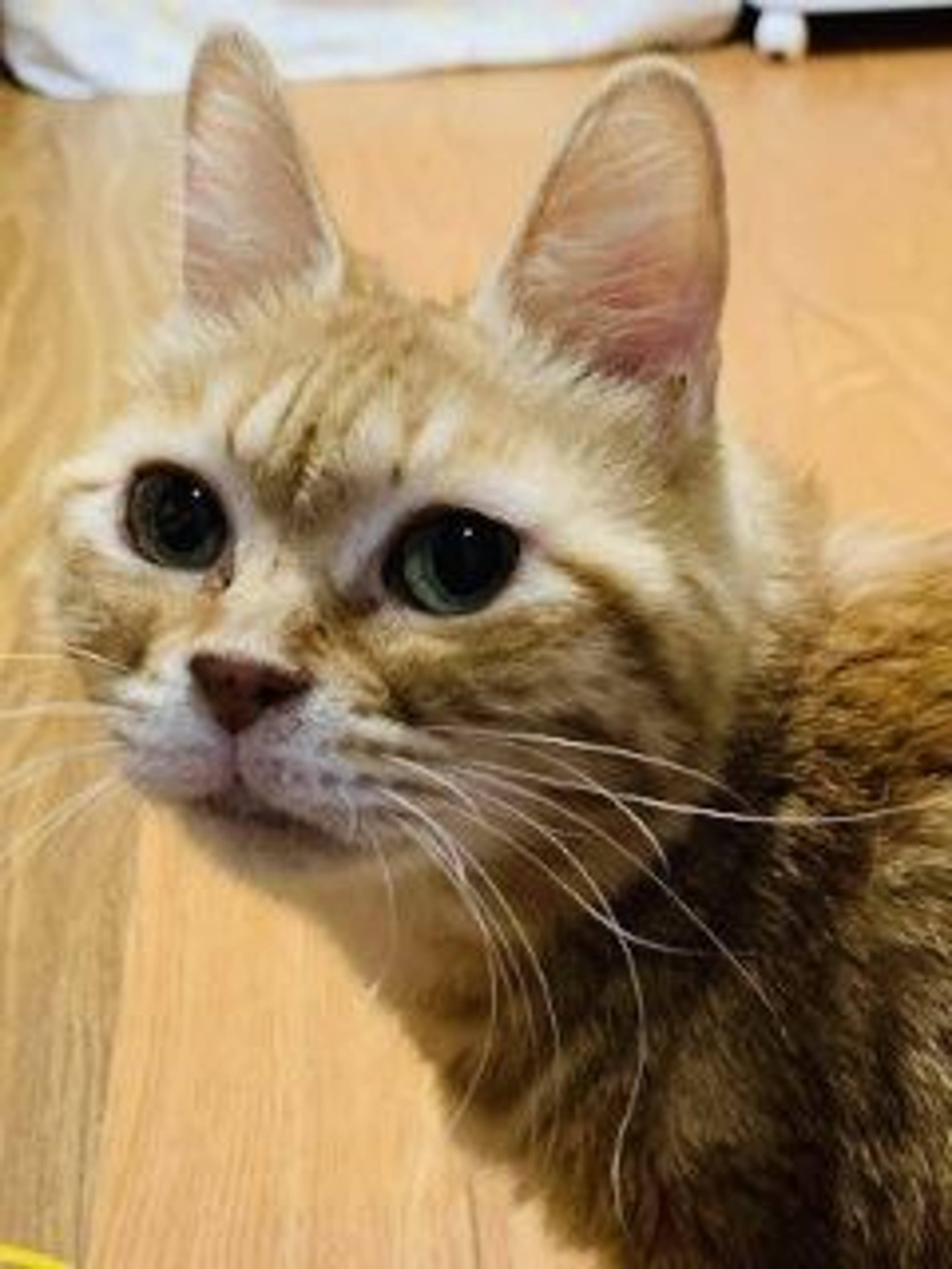 雑種（ミックス猫）・メスの里親募集の写真