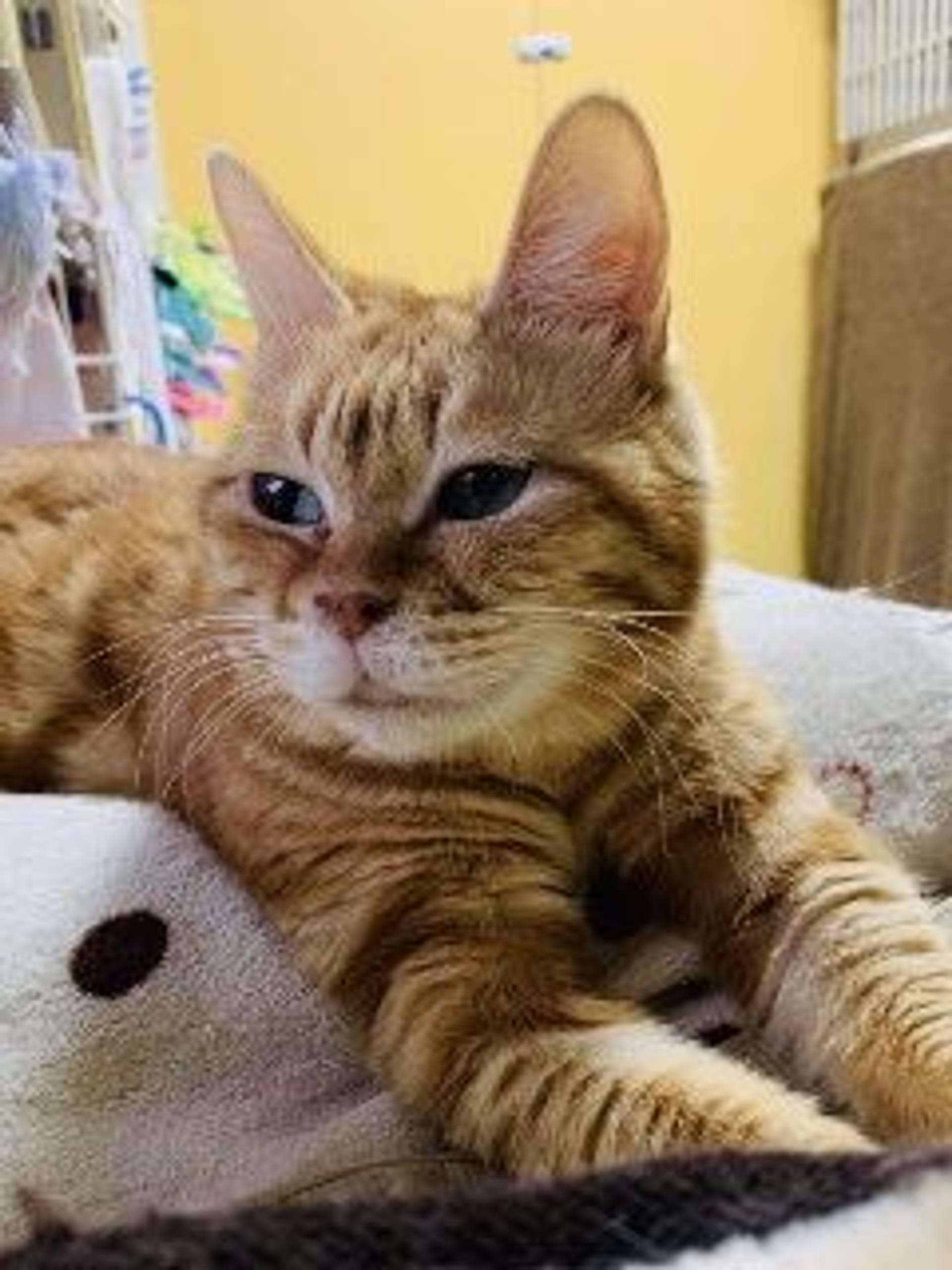 pet-image-7