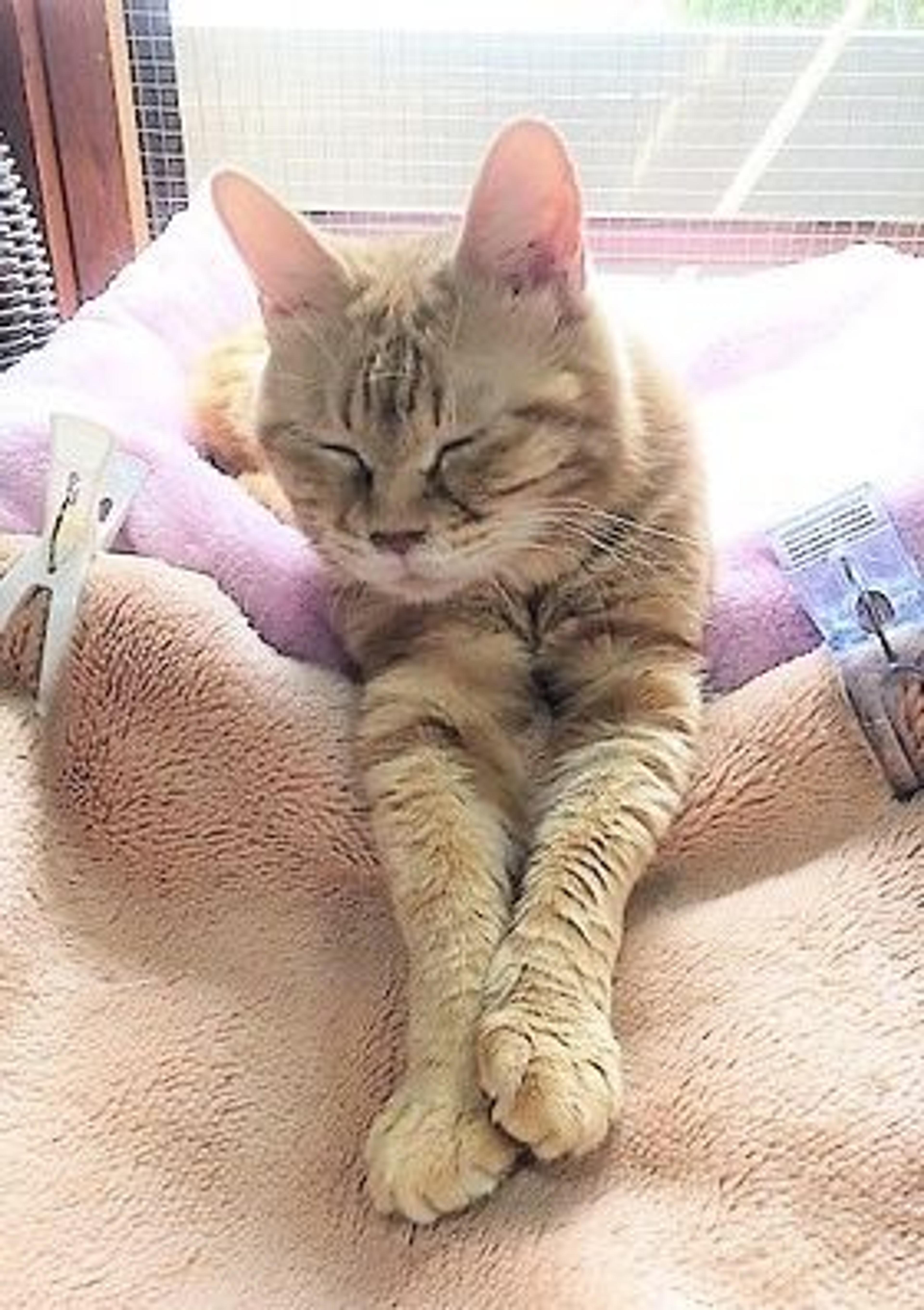 pet-image-3