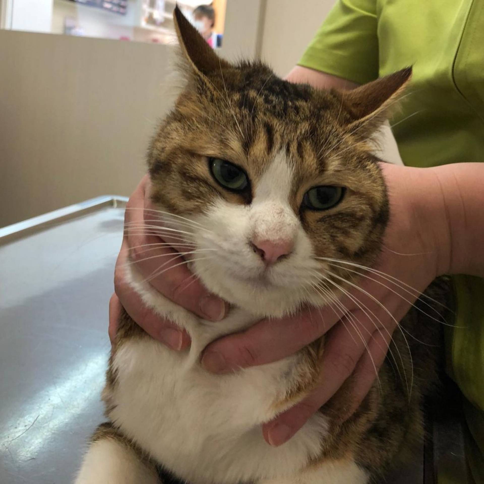 雑種（ミックス猫）・オスの里親募集の写真