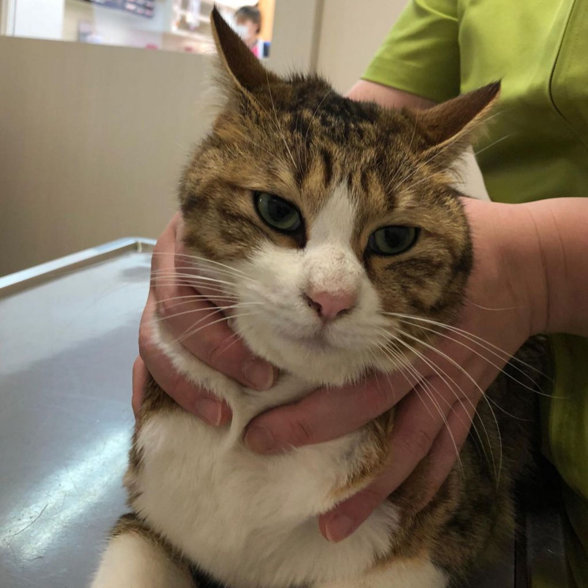 雑種（ミックス猫）・オスの里親募集の写真