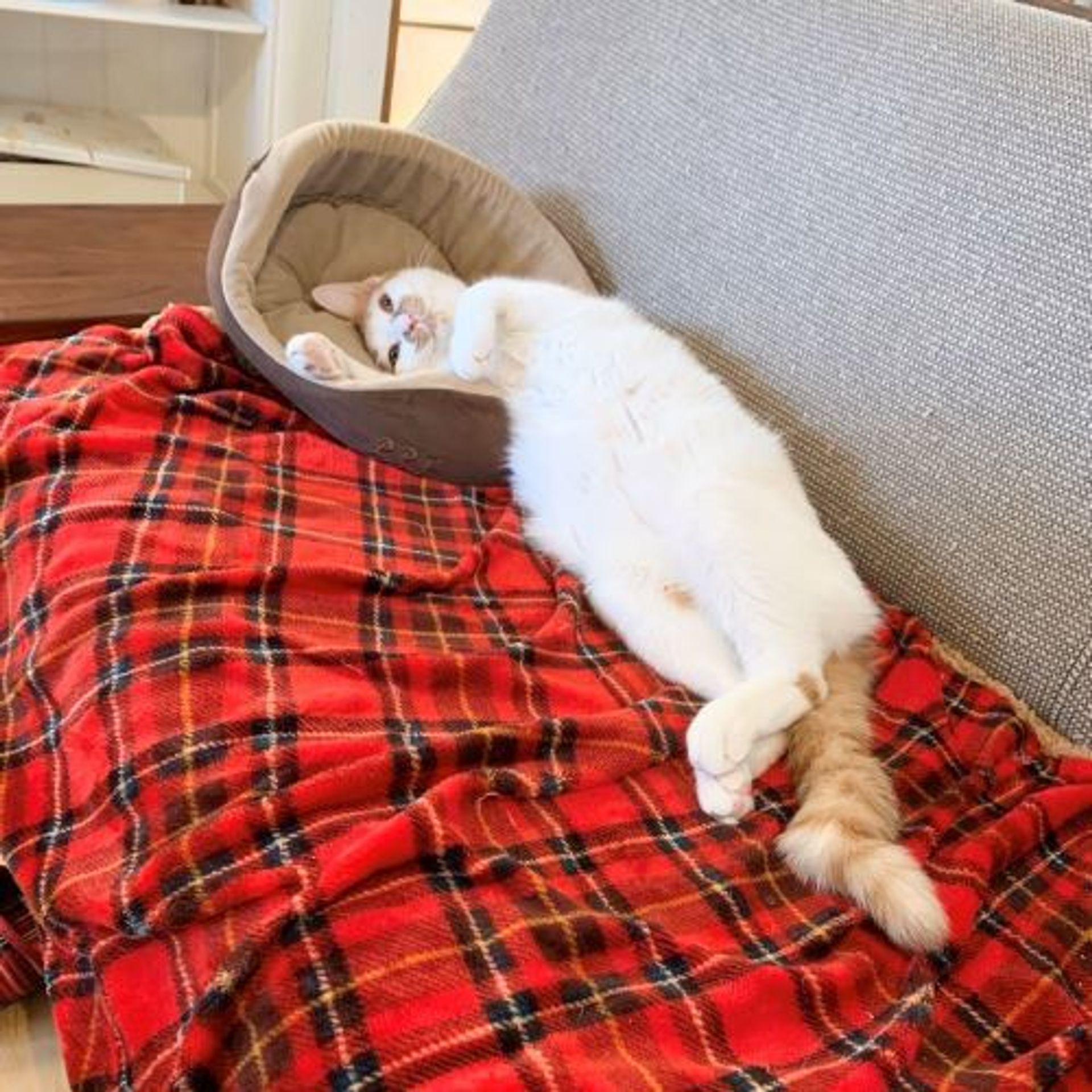 雑種（ミックス猫）・オスの里親募集の写真