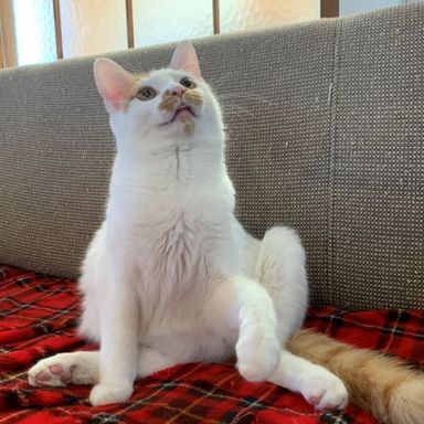 ハニー