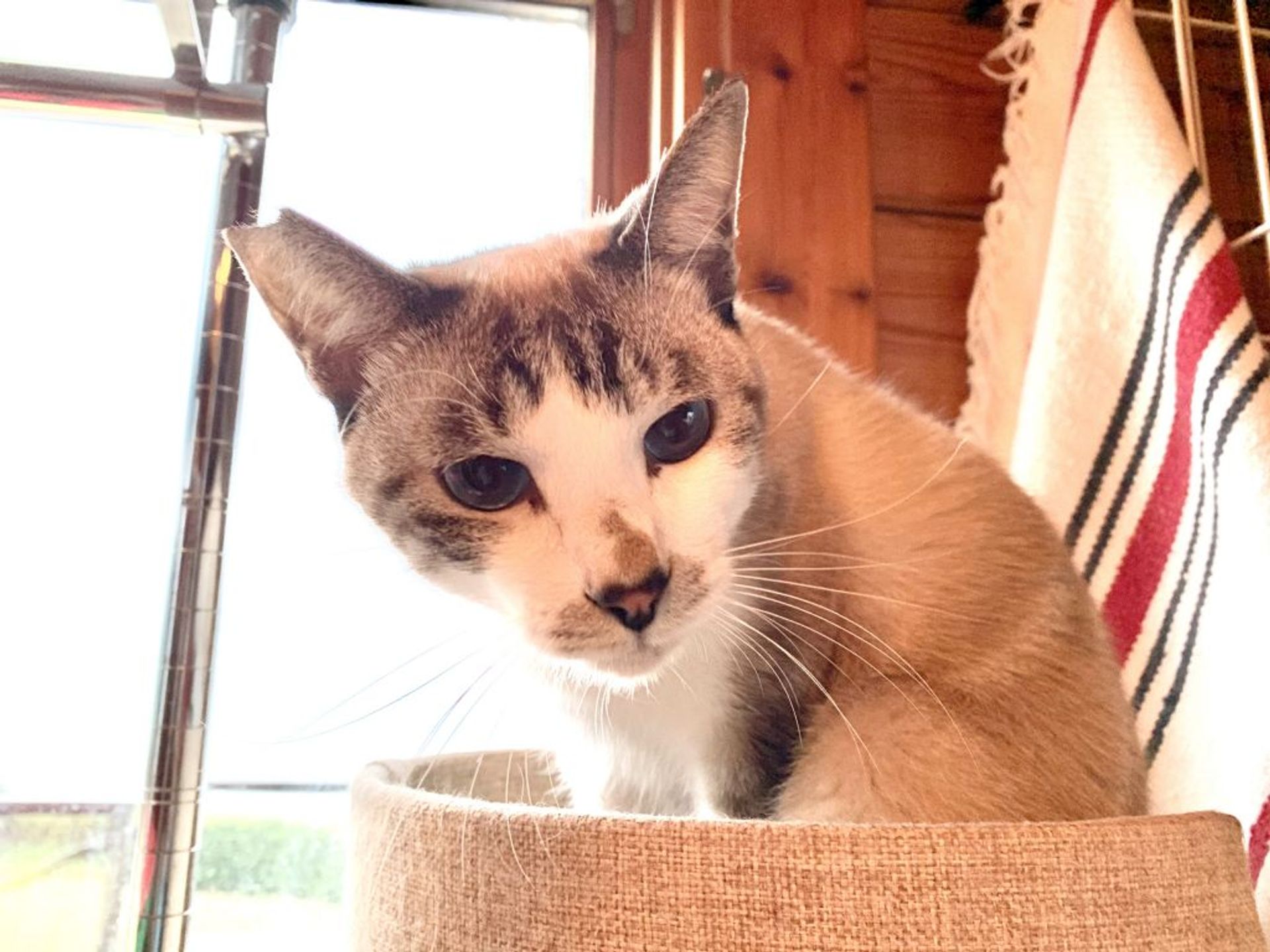 日本猫・オスの里親募集の写真