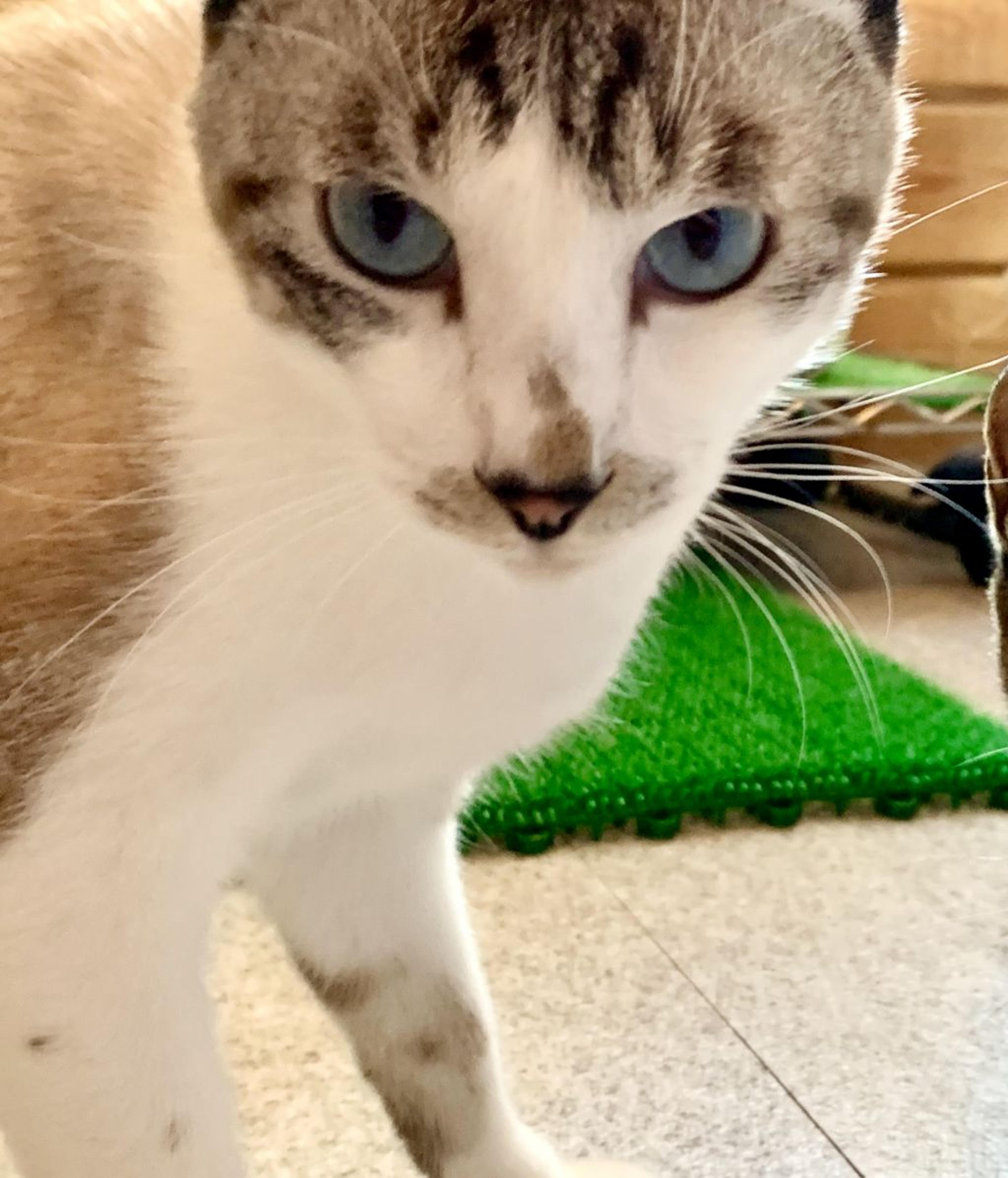 pet-image-3