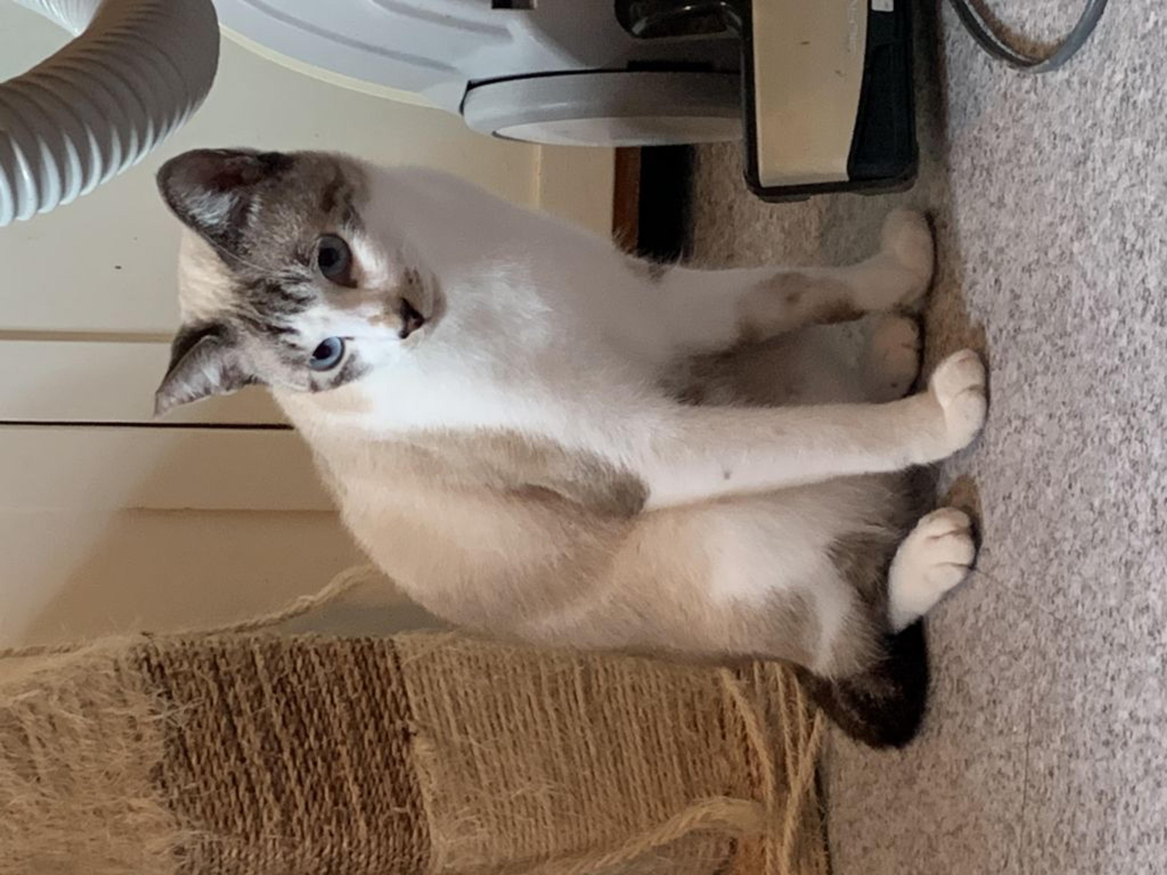 pet-image-2
