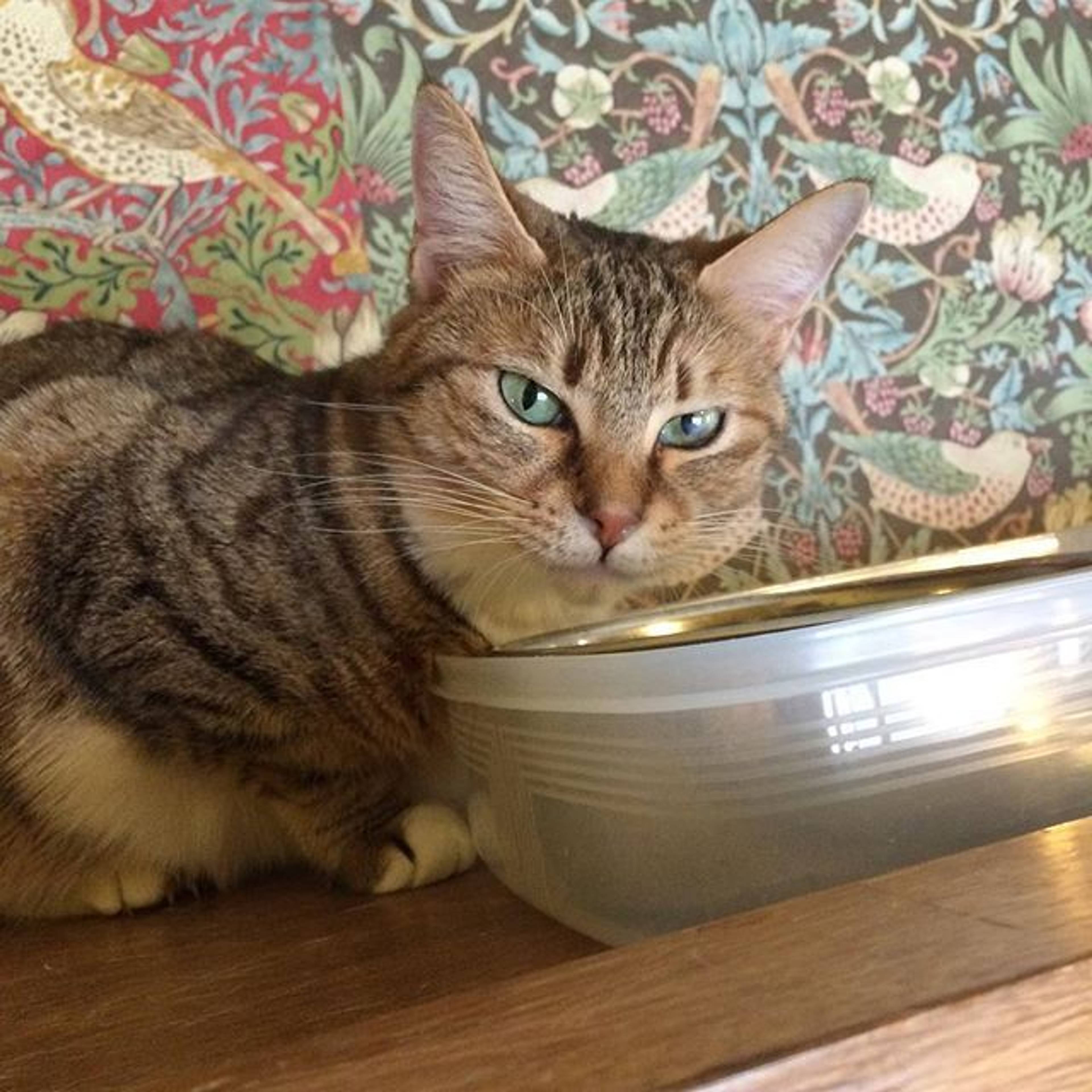雑種（ミックス猫）・メスの里親募集の写真
