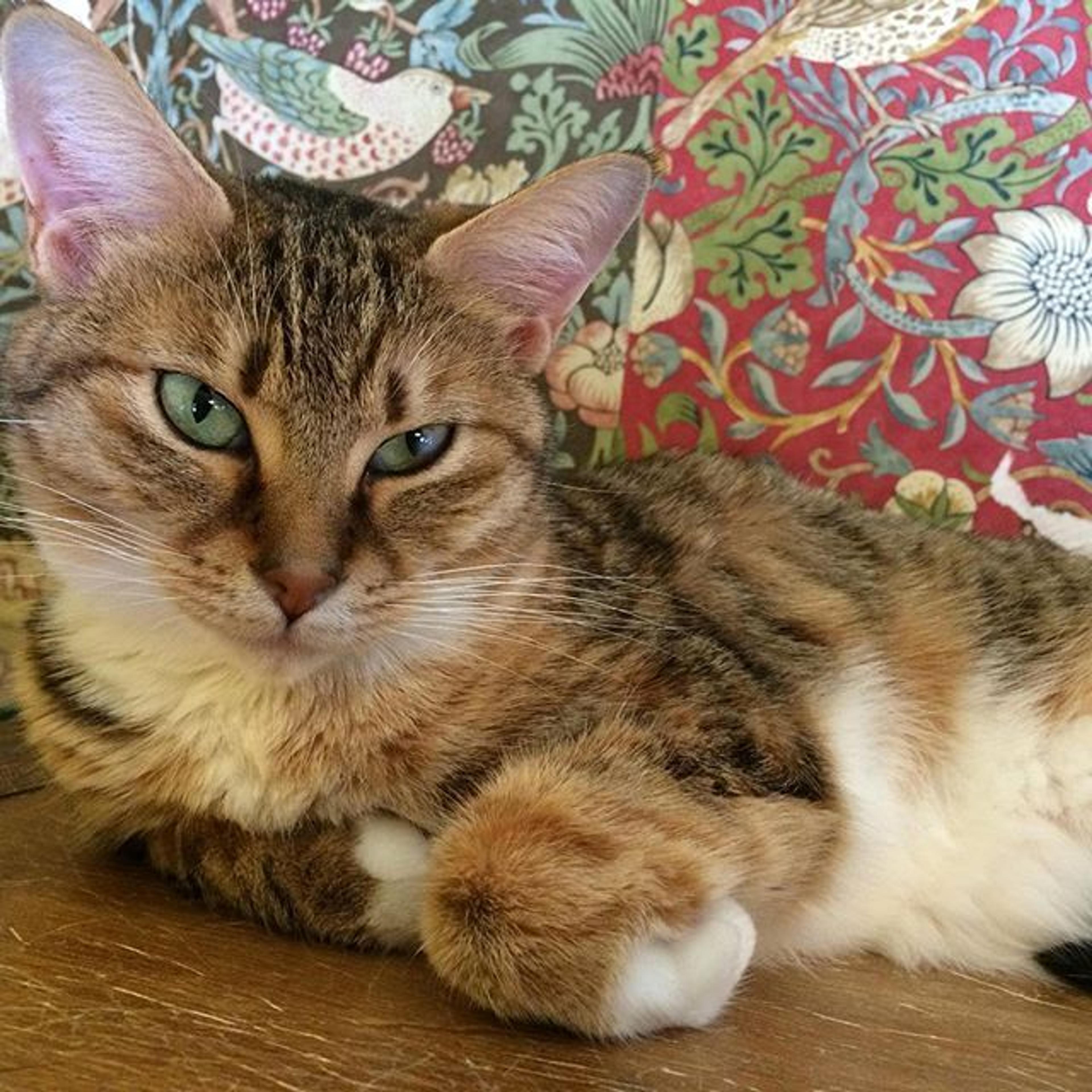 pet-image-2