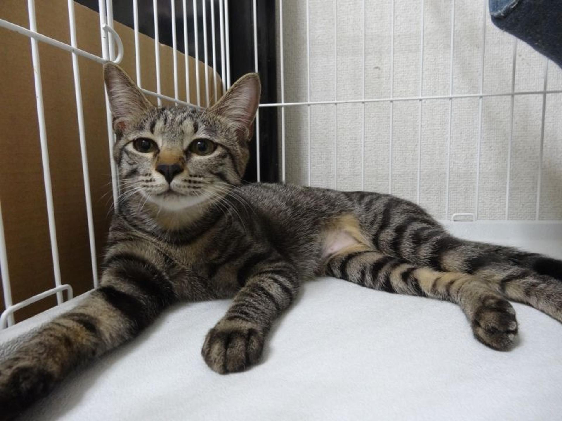 pet-image-9