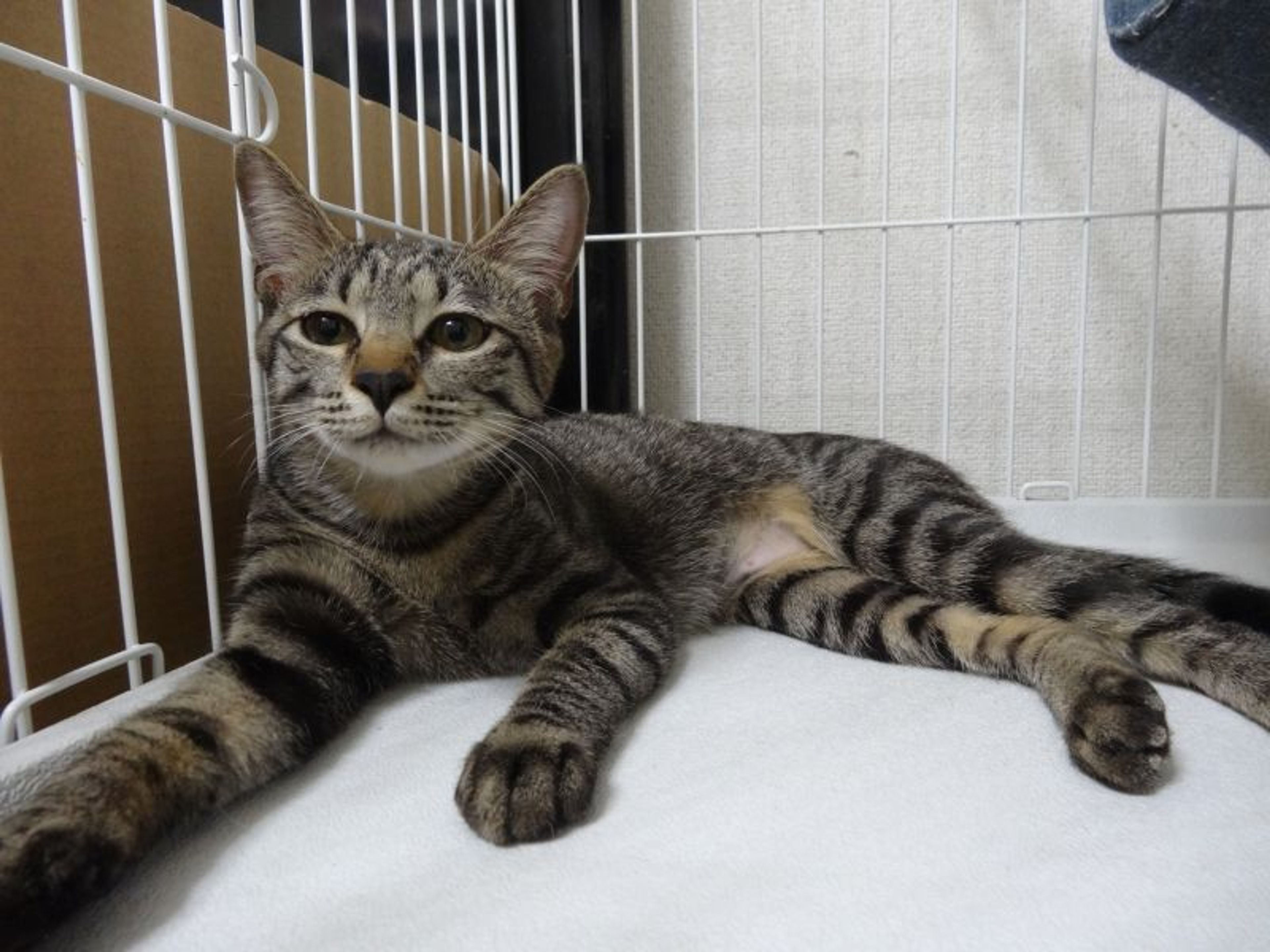 pet-image-9