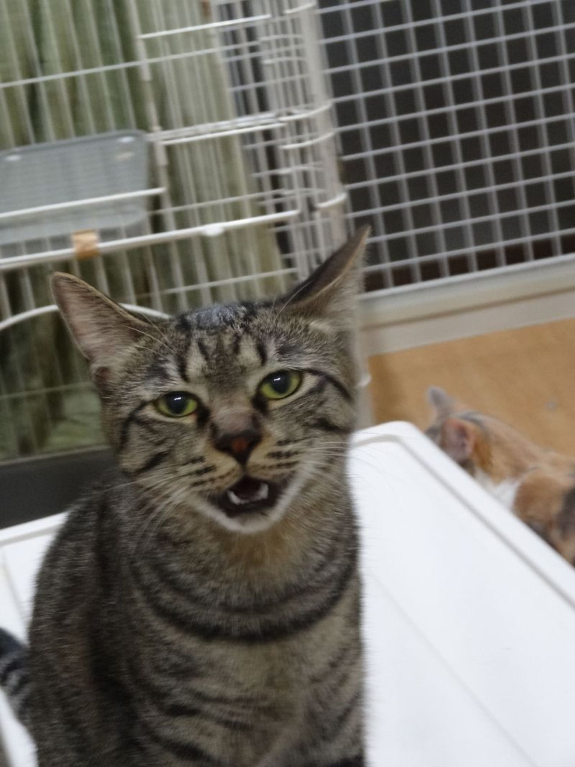 雑種（ミックス猫）・メスの里親募集の写真