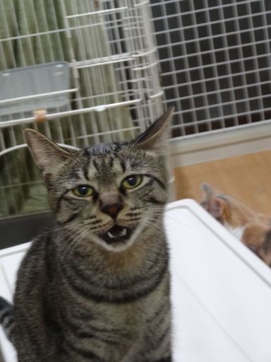 ポロンの写真