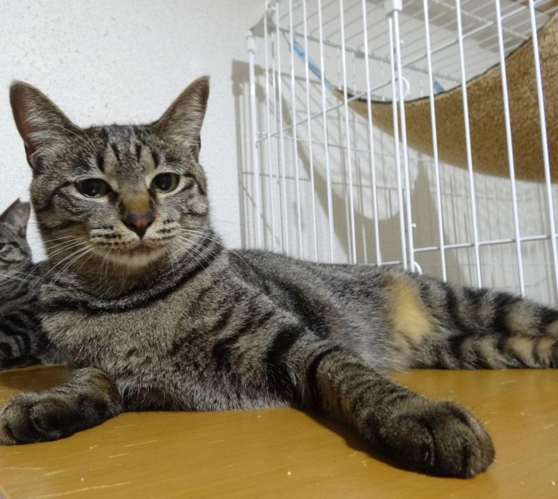 pet-image-2