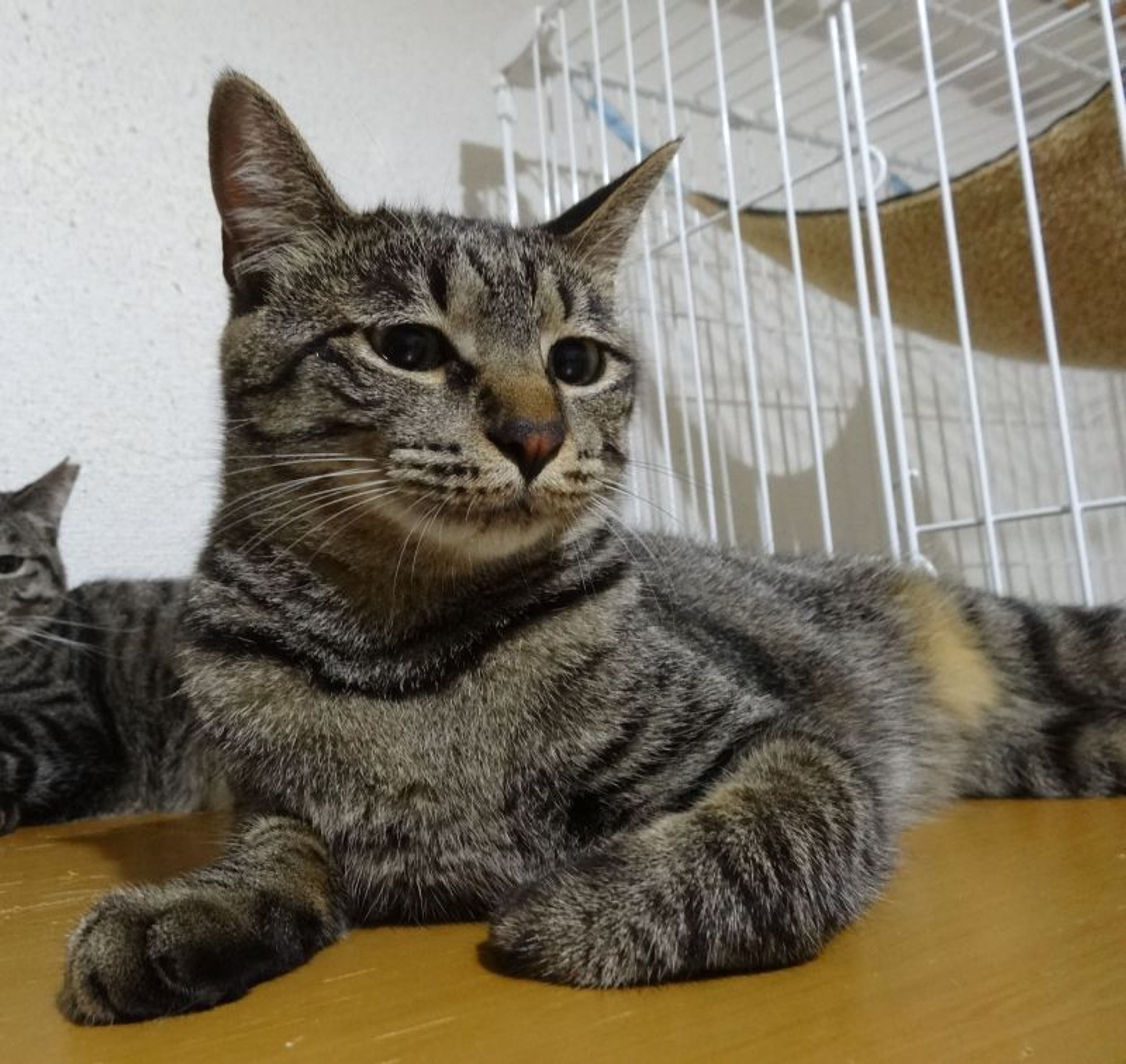 pet-image-4