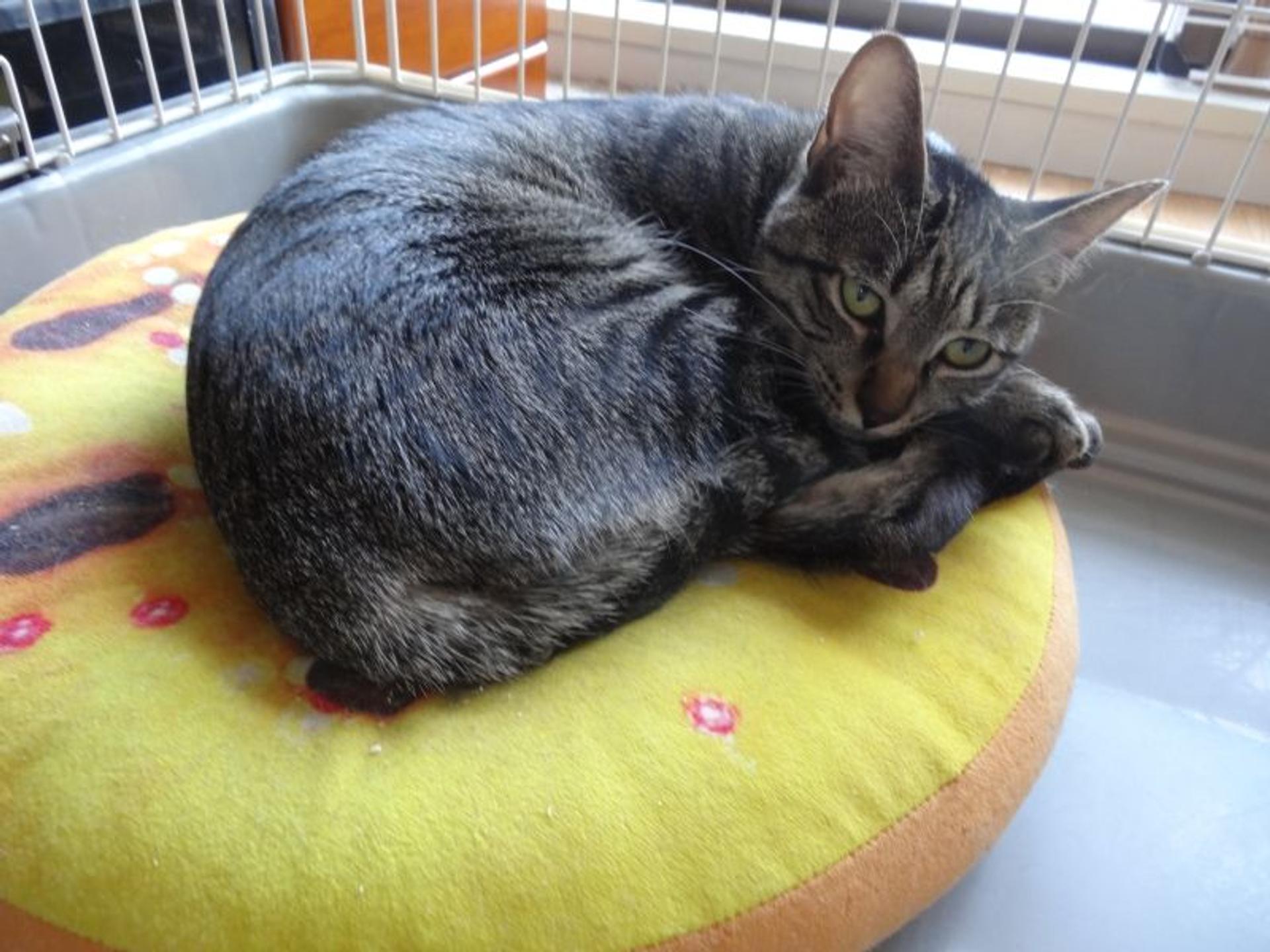 pet-image-5