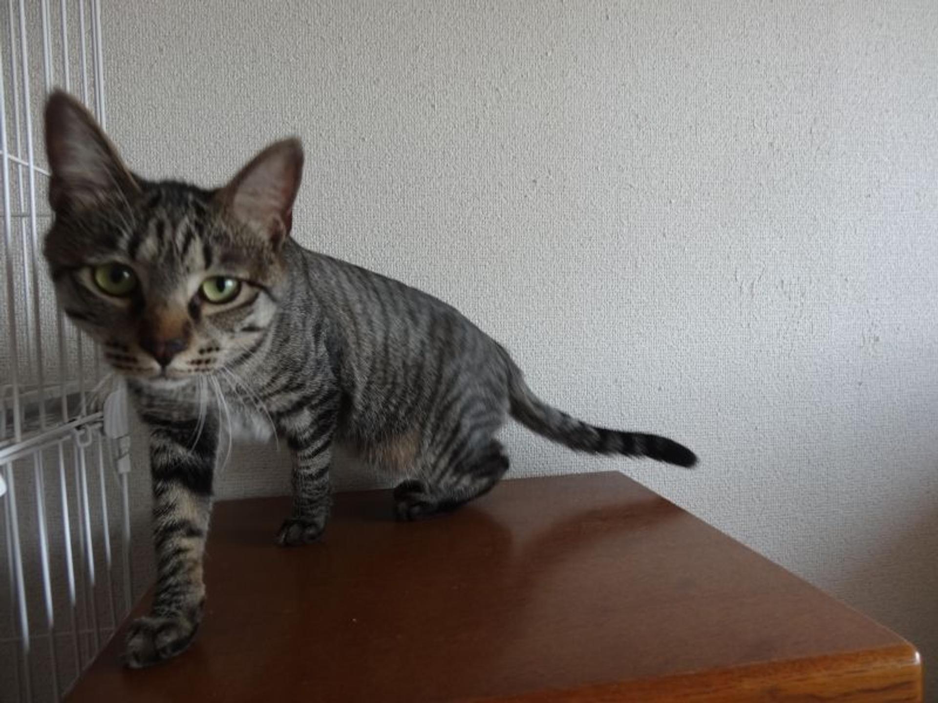 pet-image-6