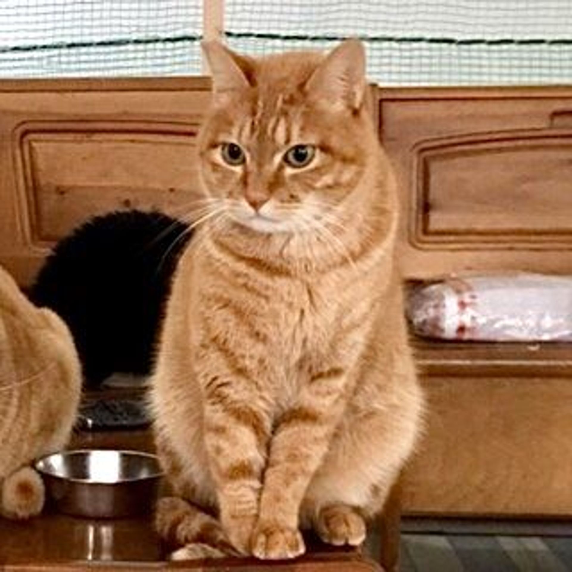 雑種（ミックス猫）・オスの里親募集の写真