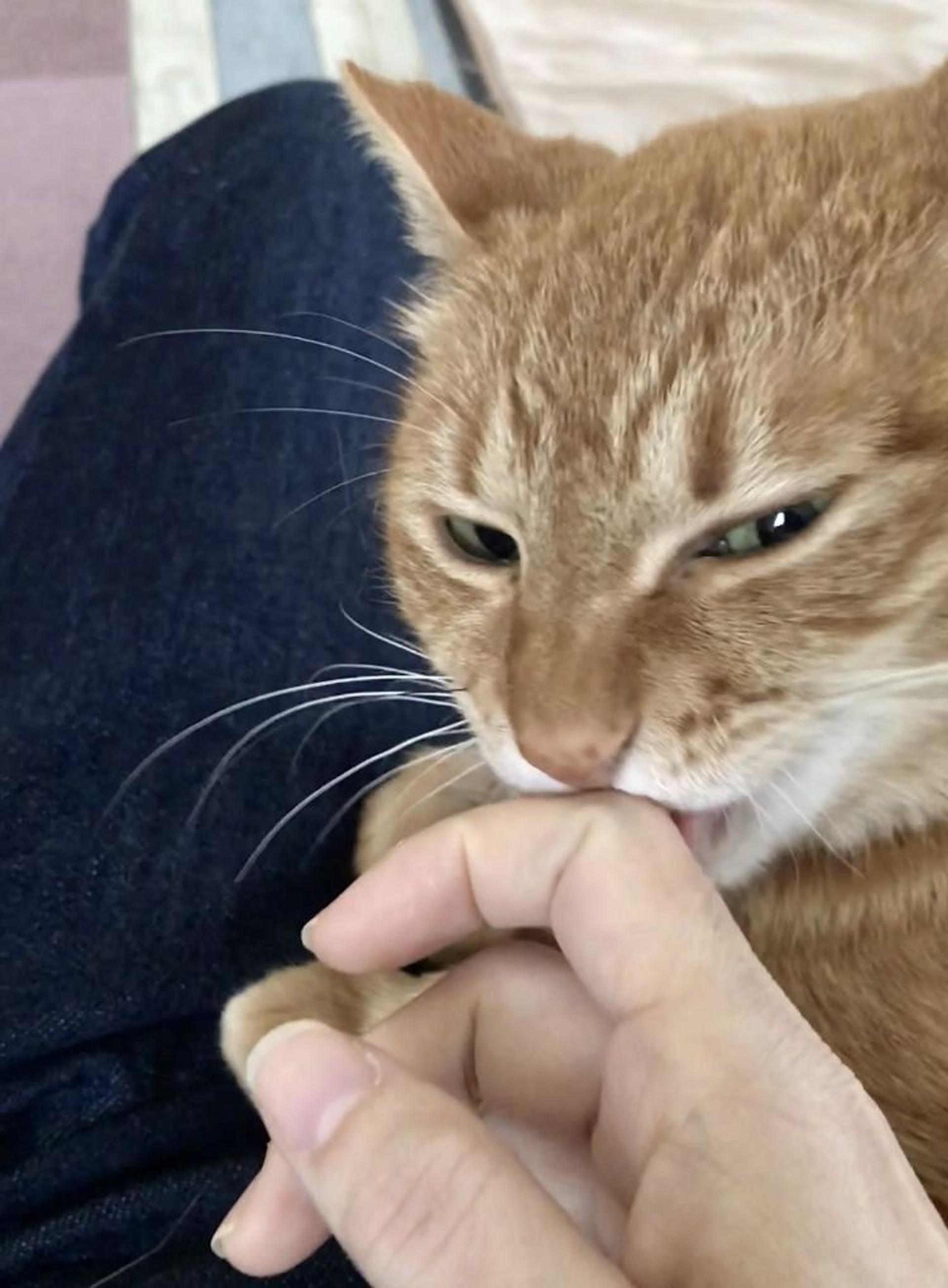pet-image-3