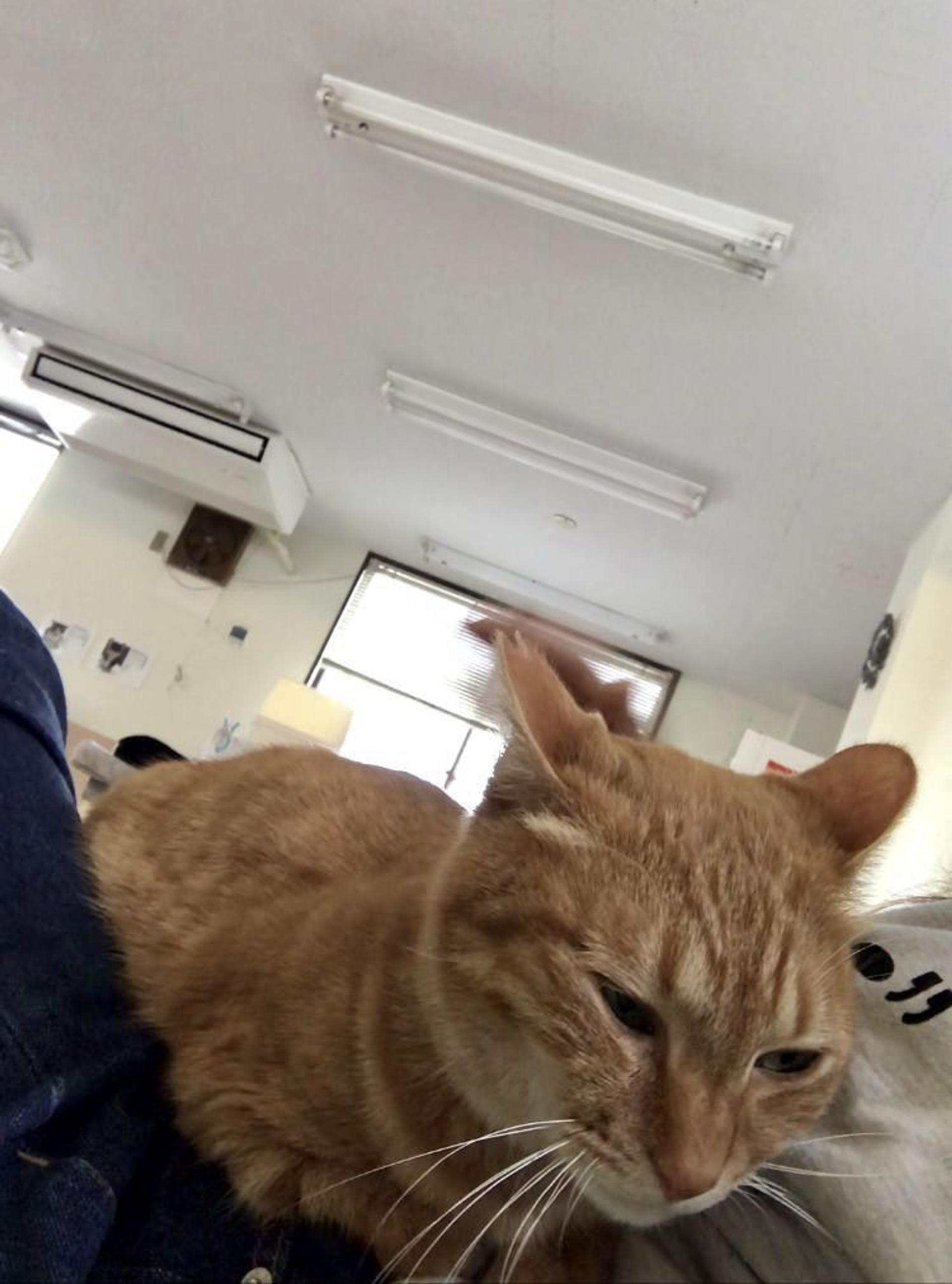 pet-image-4