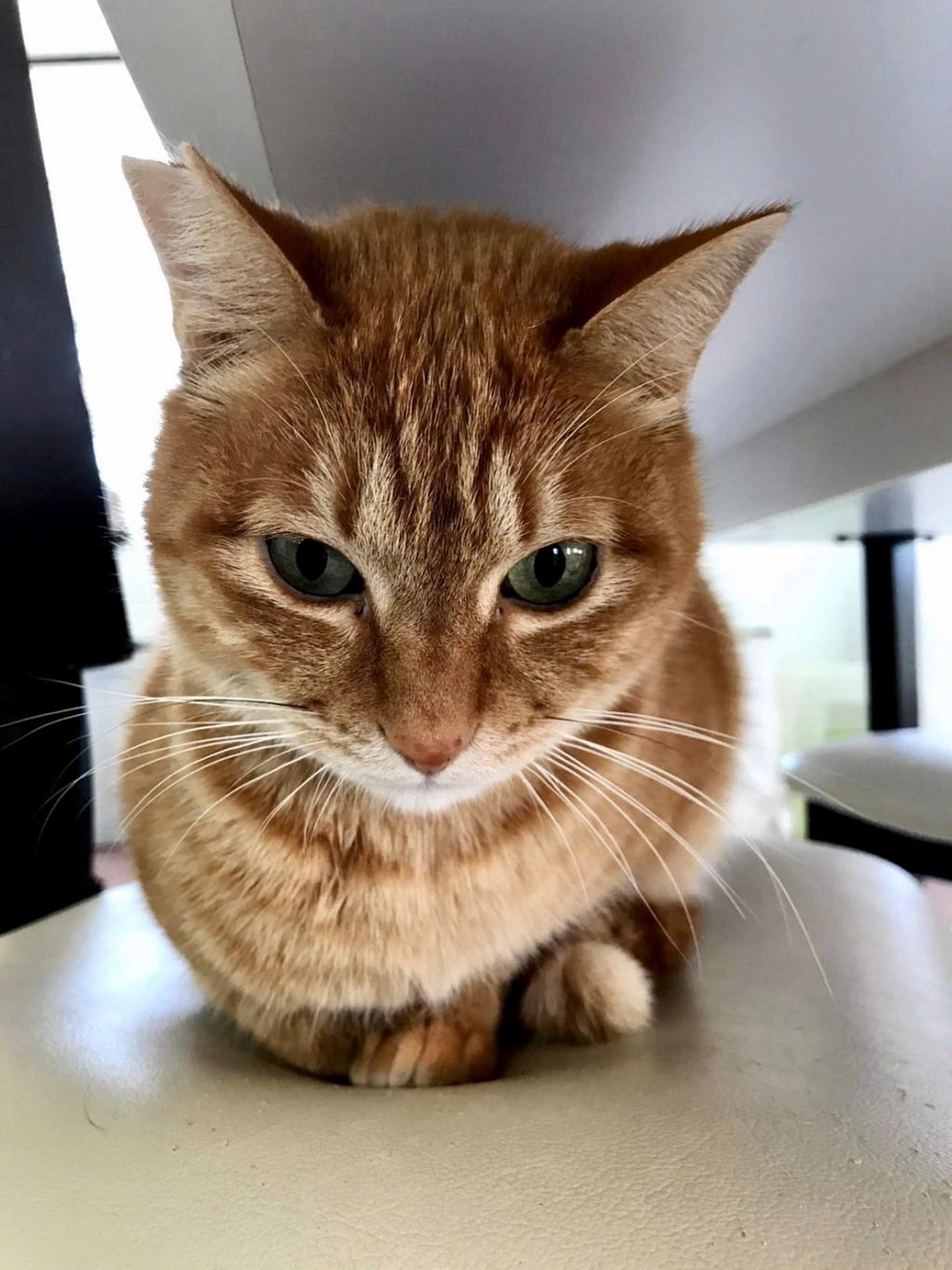 pet-image-5