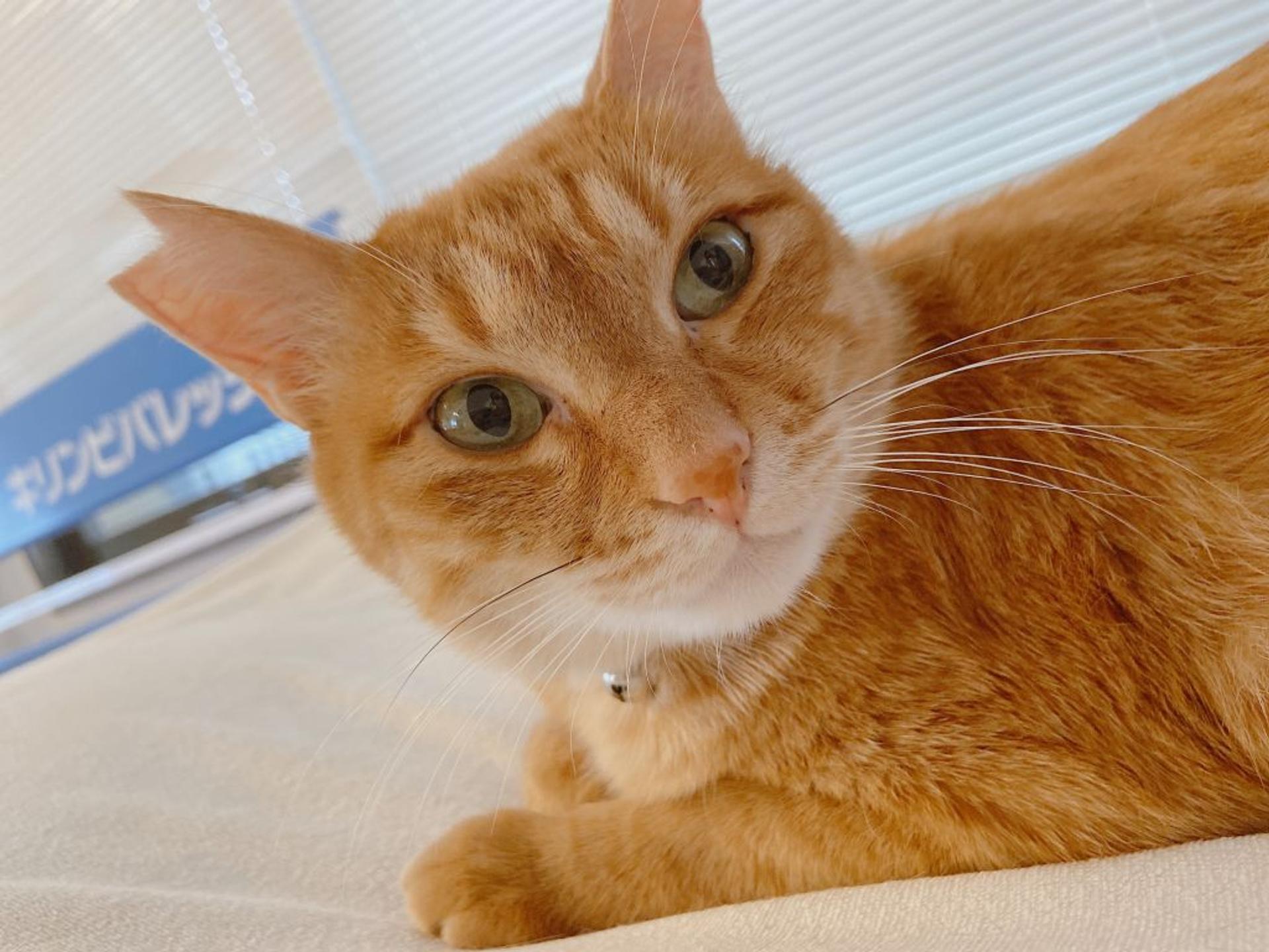 pet-image-2