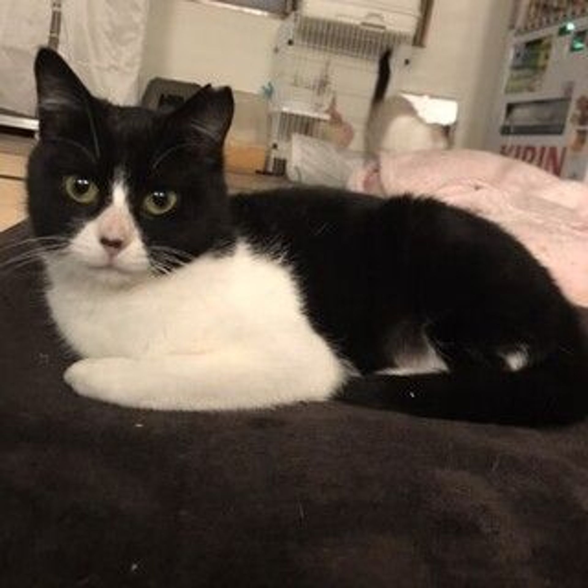 雑種（ミックス猫）・メスの里親募集の写真
