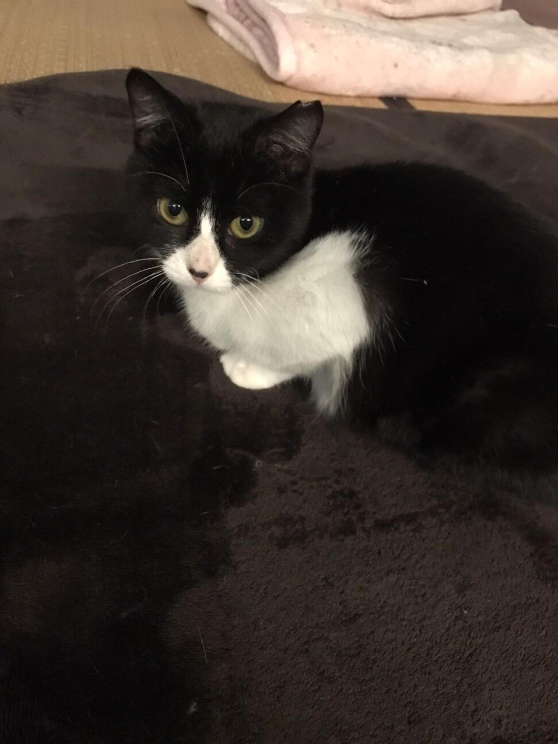 pet-image-2
