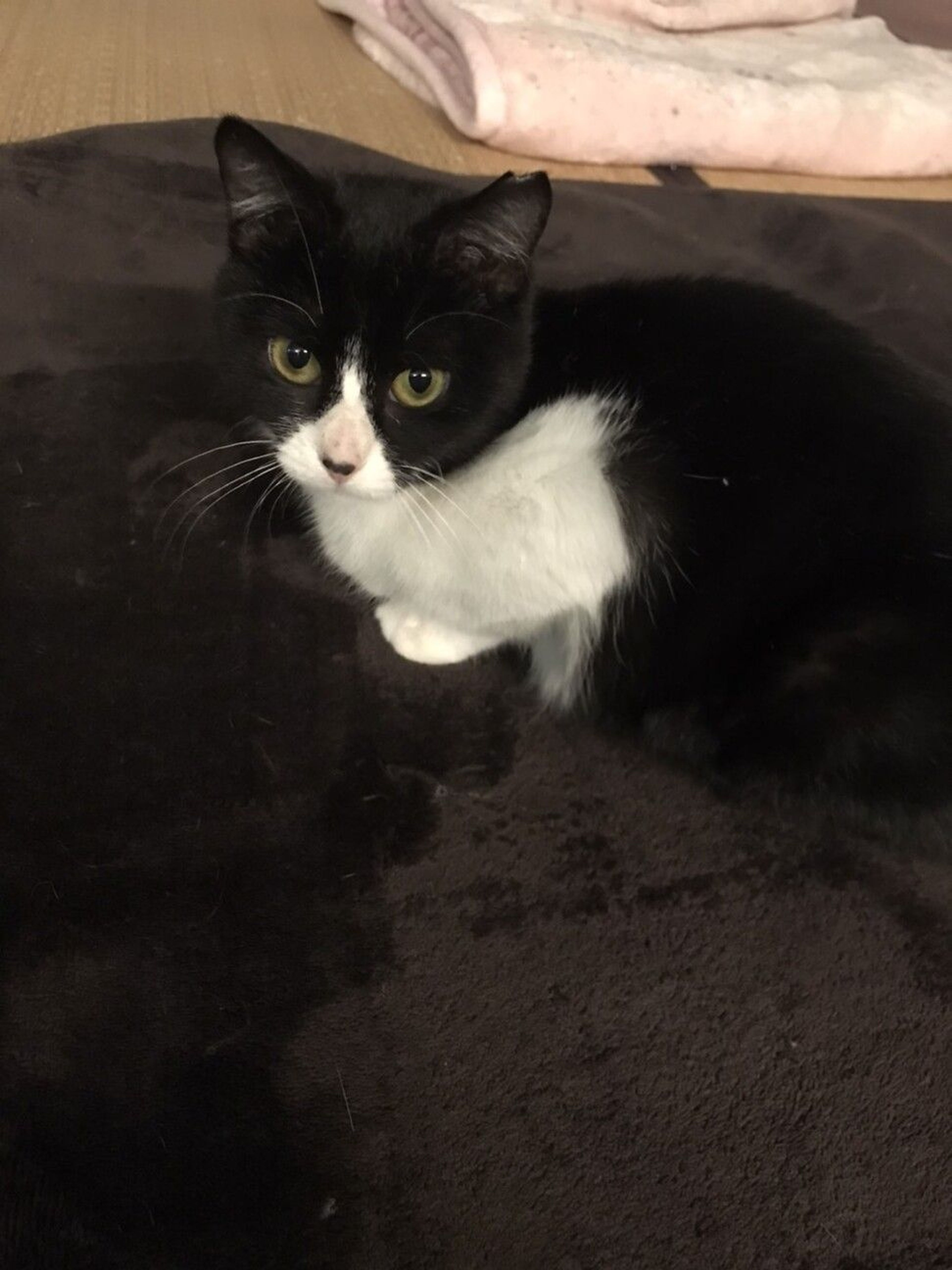 pet-image-2