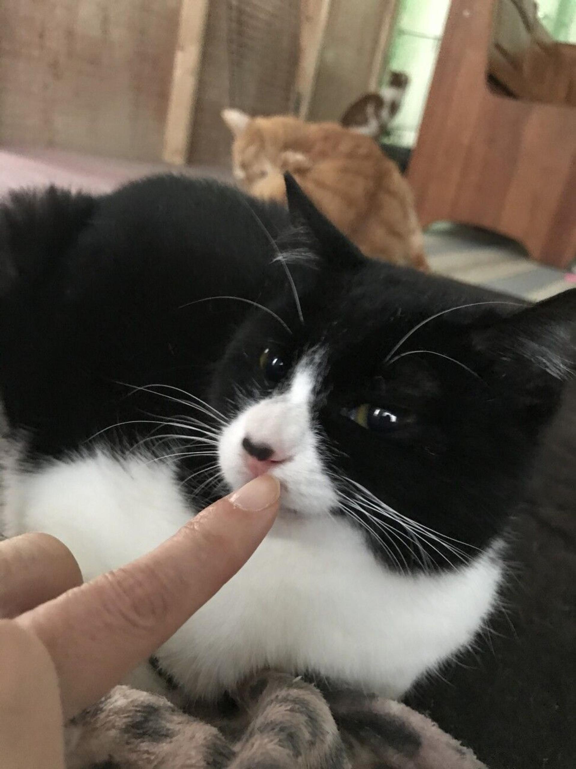pet-image-3