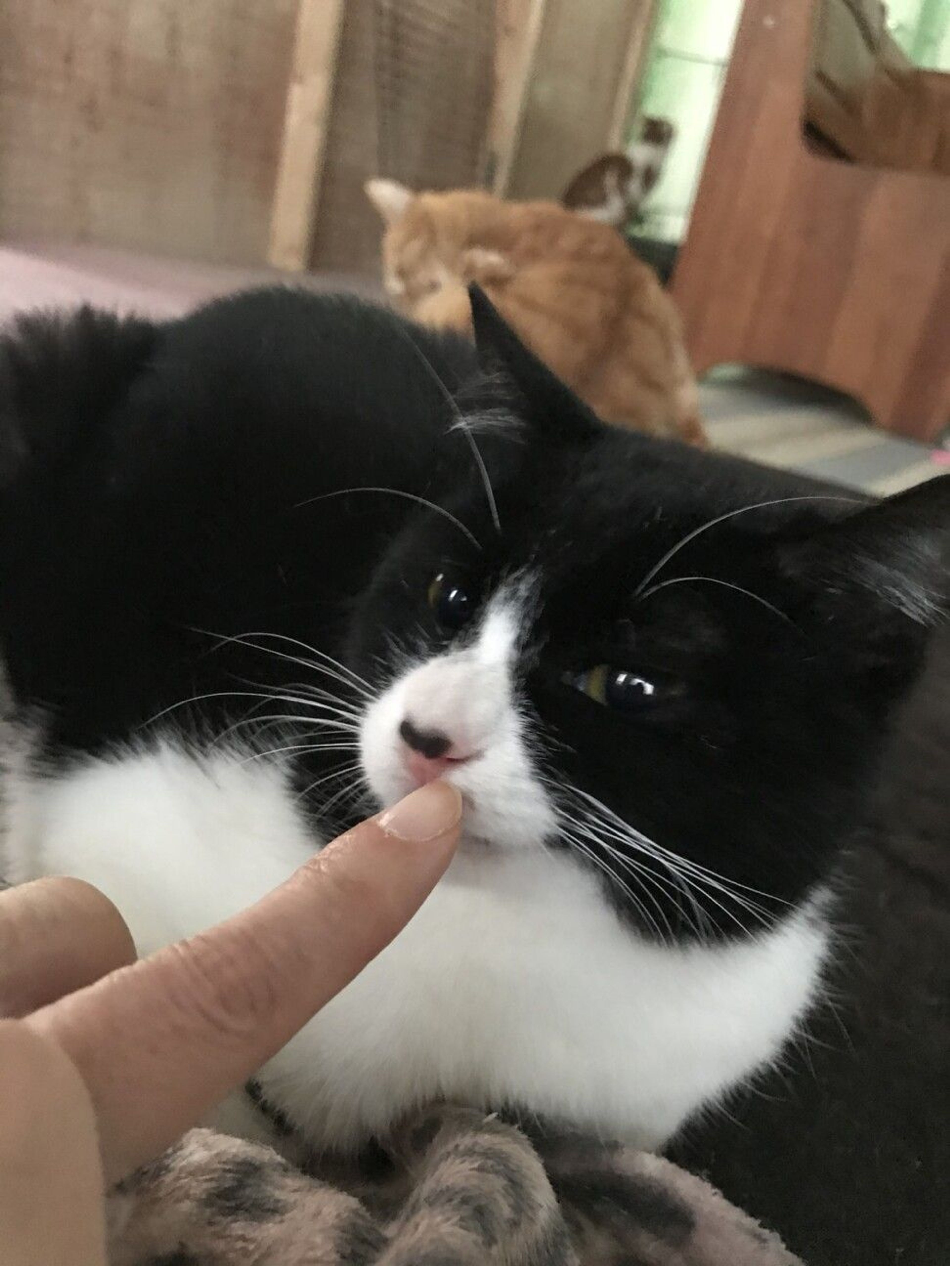 pet-image-3