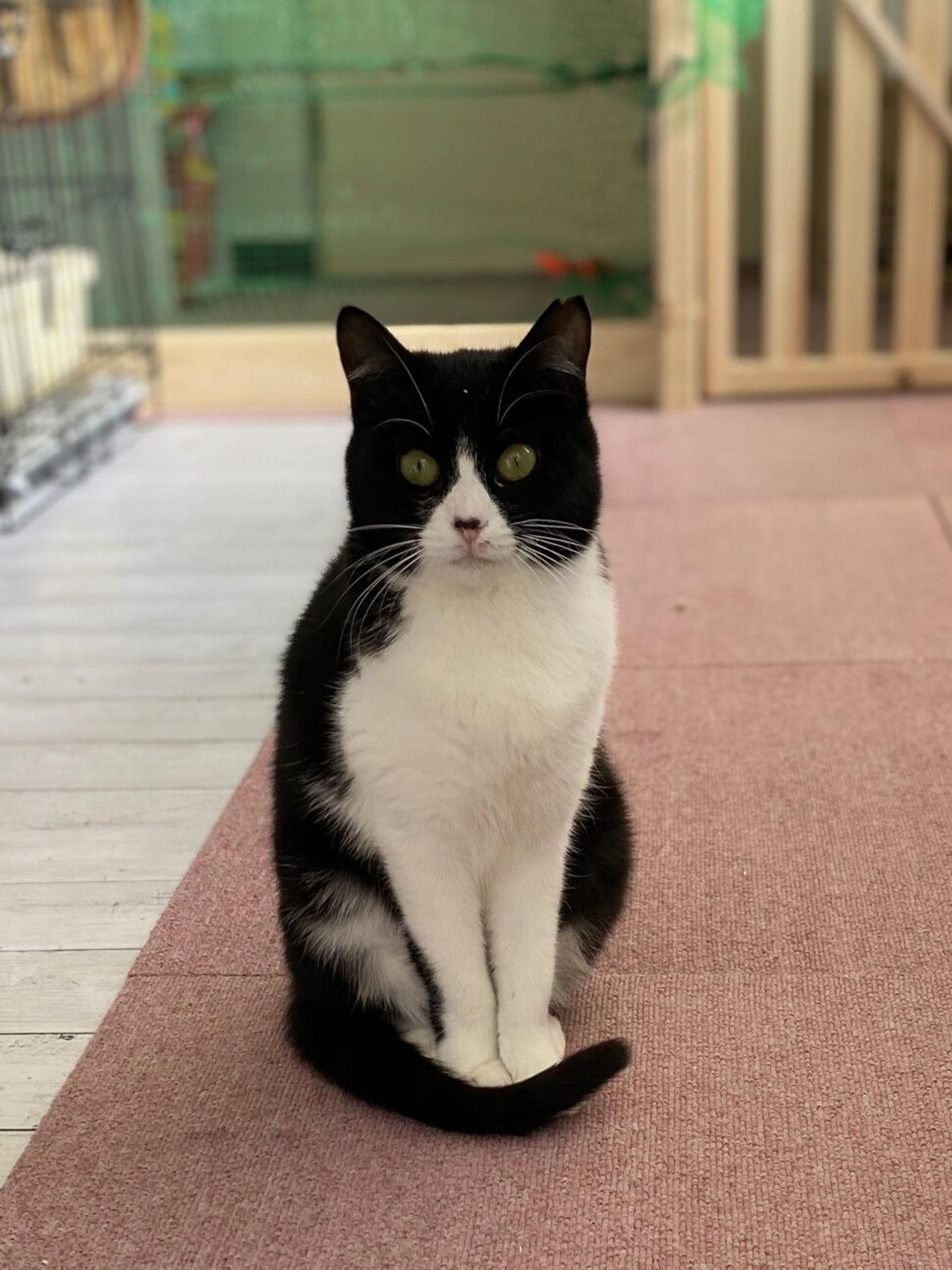 pet-image-5