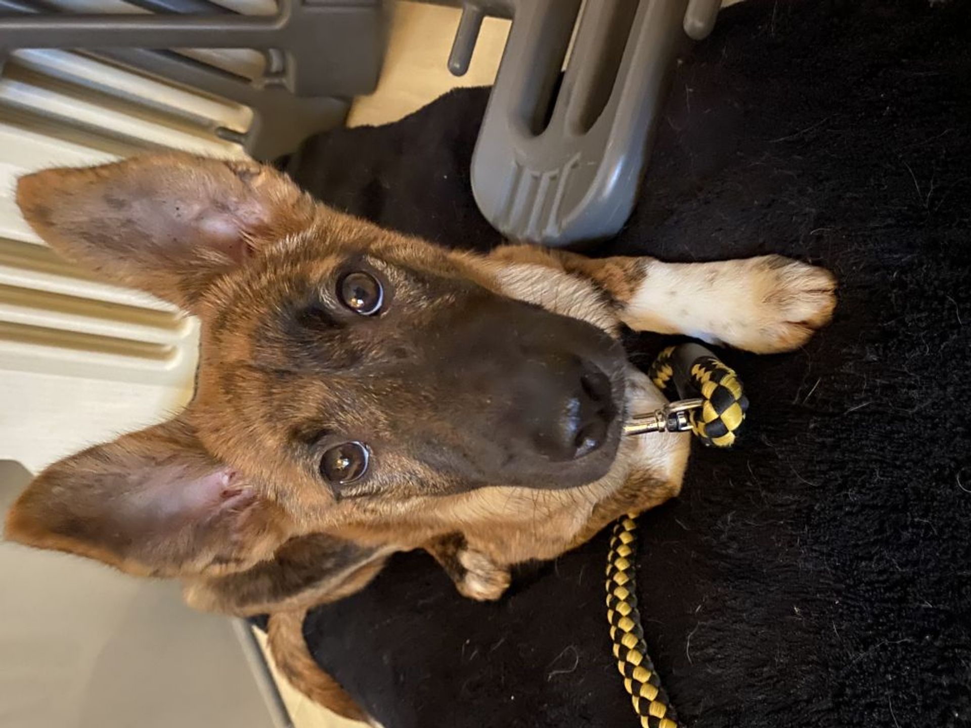 雑種（ミックス犬）・オスの里親募集の写真