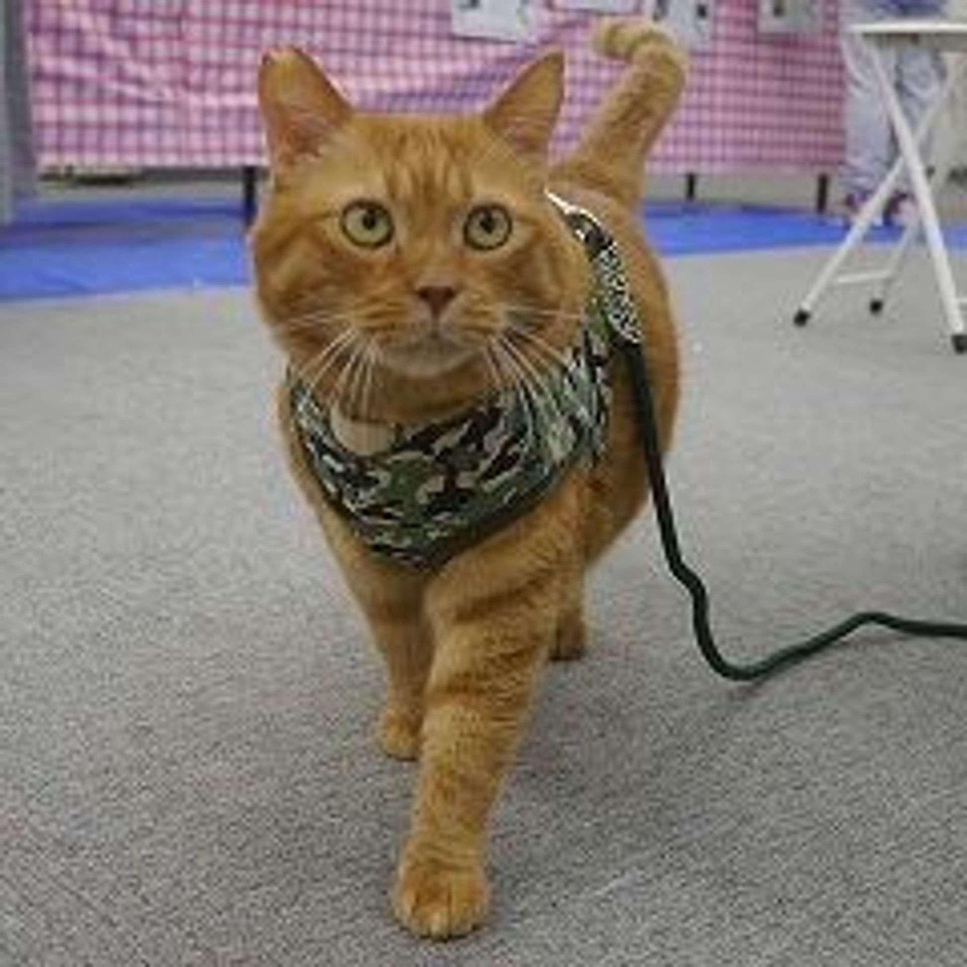 雑種（ミックス猫）・オスの里親募集の写真