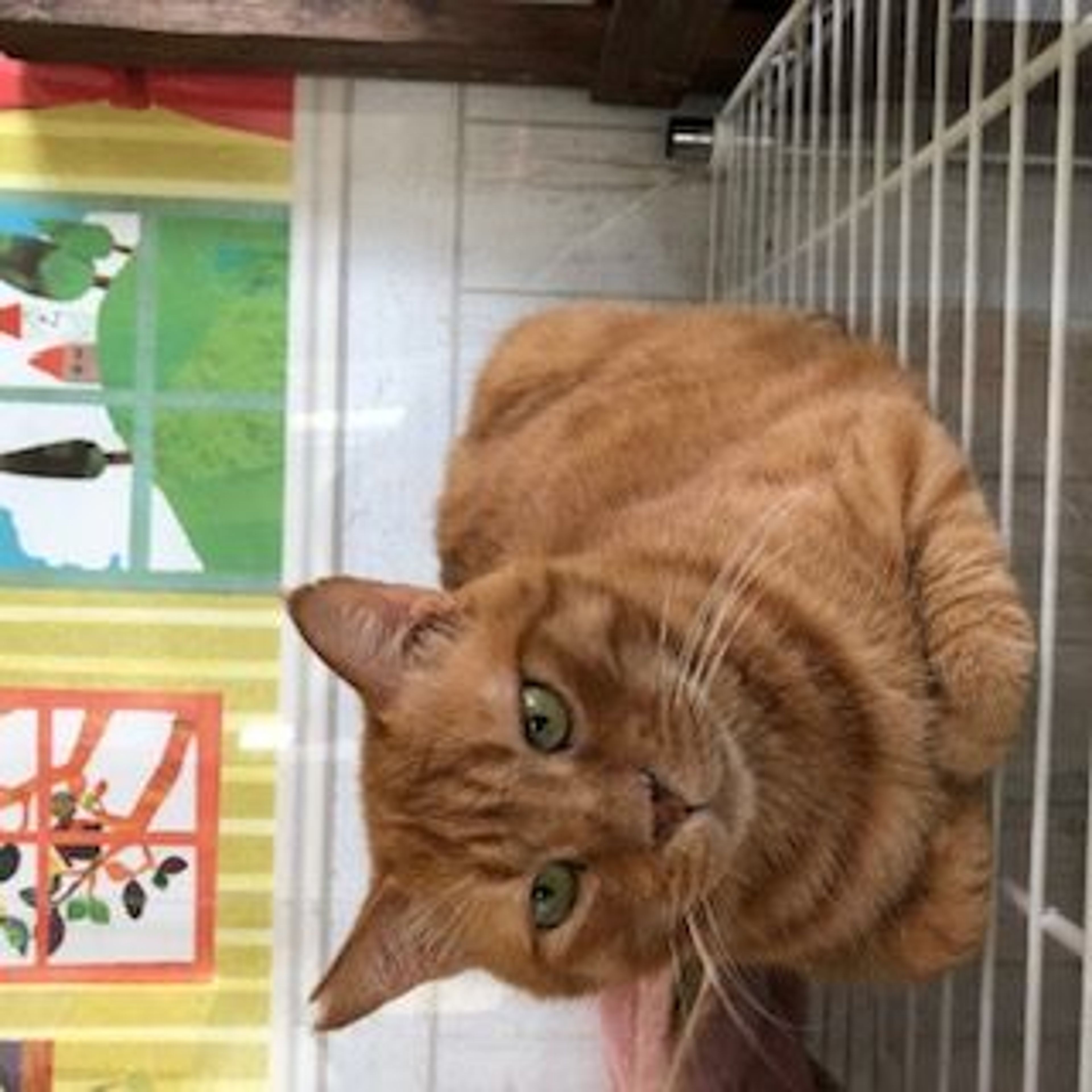 pet-image-2
