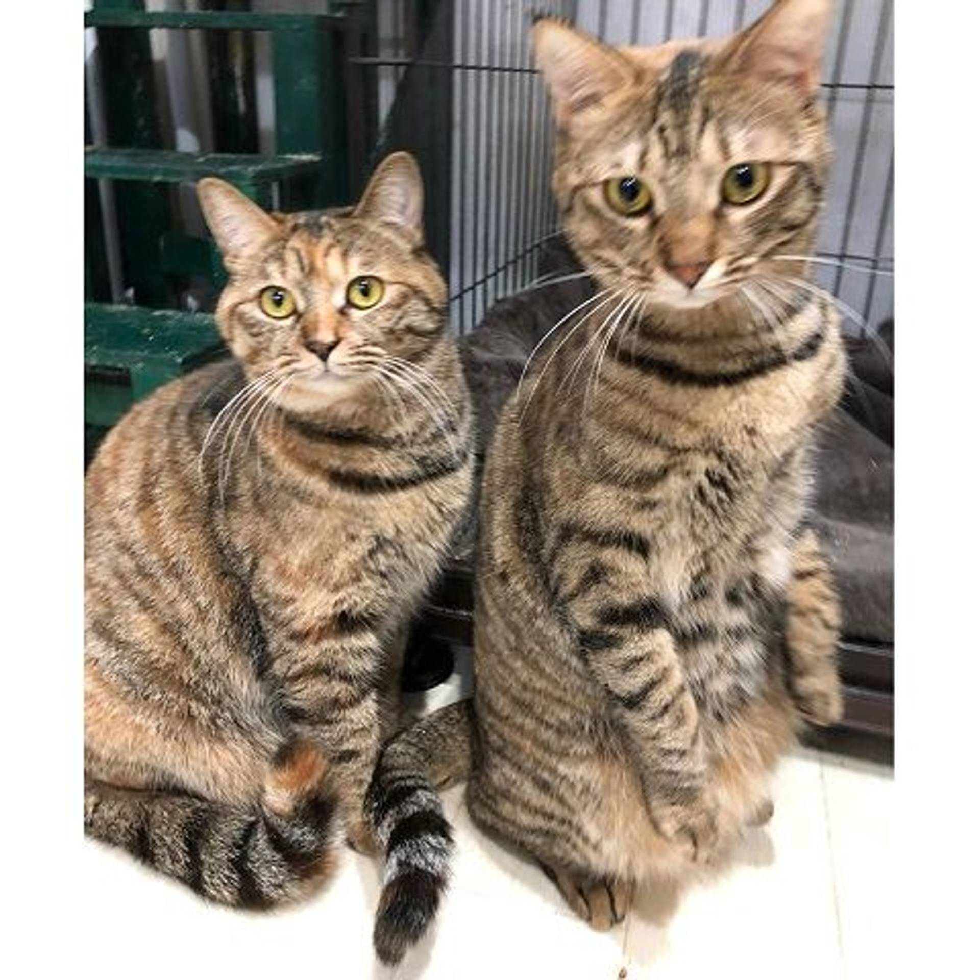 雑種（ミックス猫）・メスの里親募集の写真