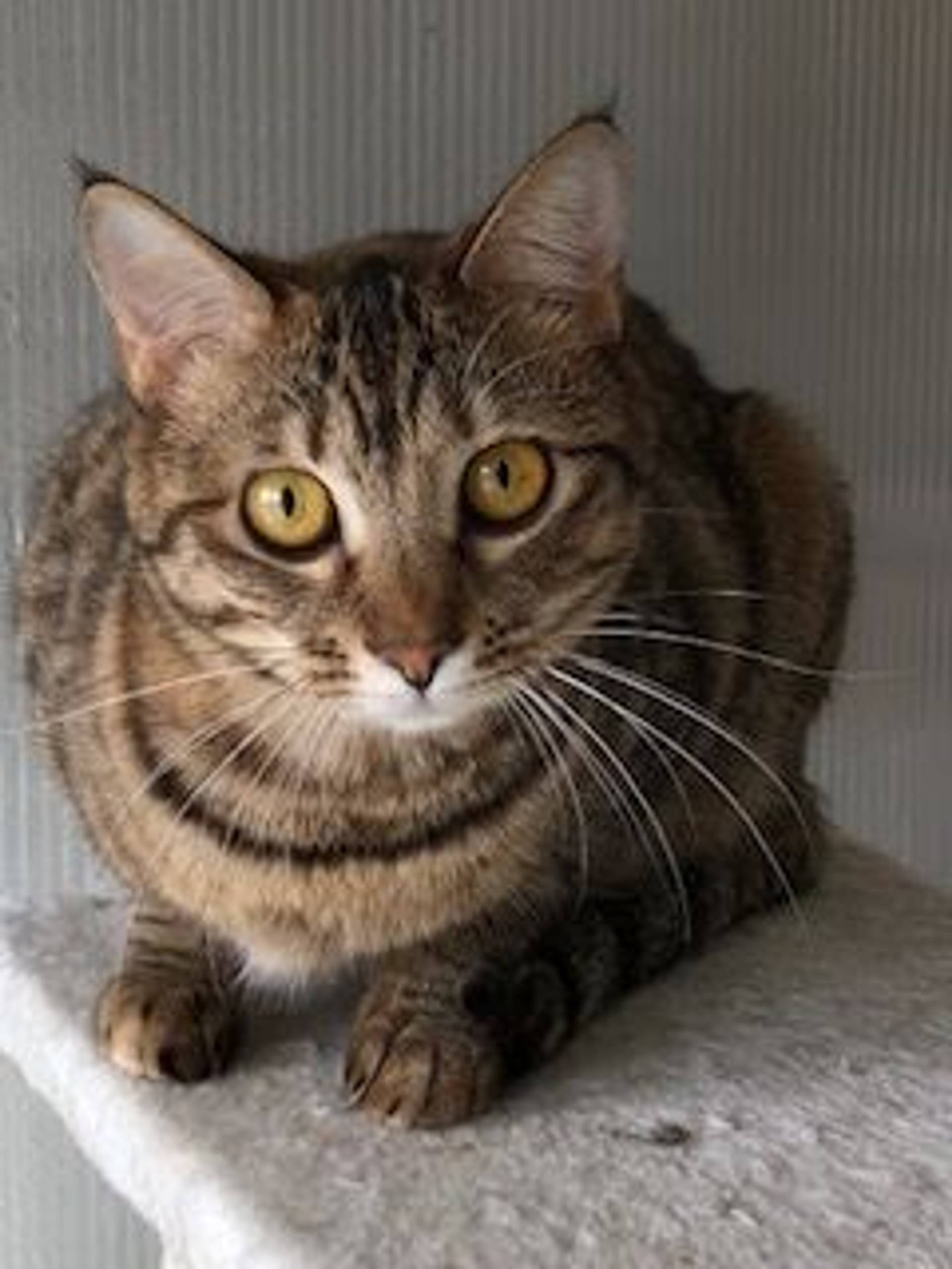 雑種（ミックス猫）・メスの里親募集の写真