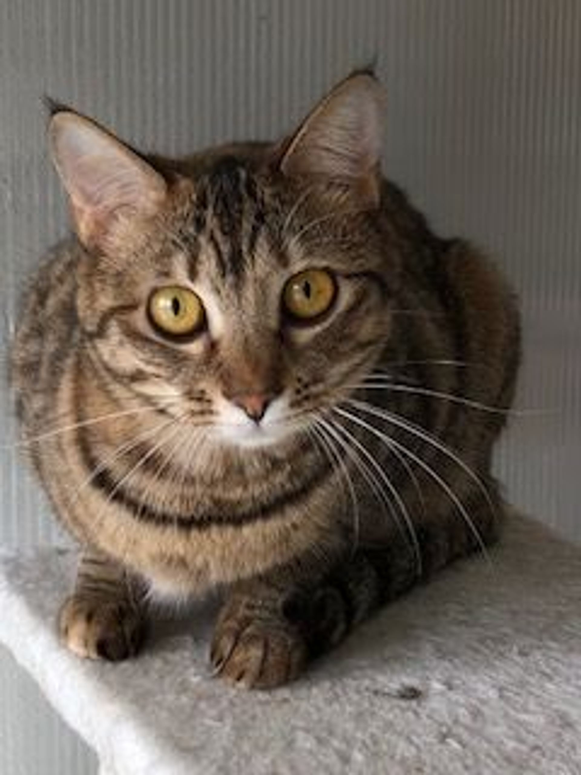 雑種（ミックス猫）・メスの里親募集の写真